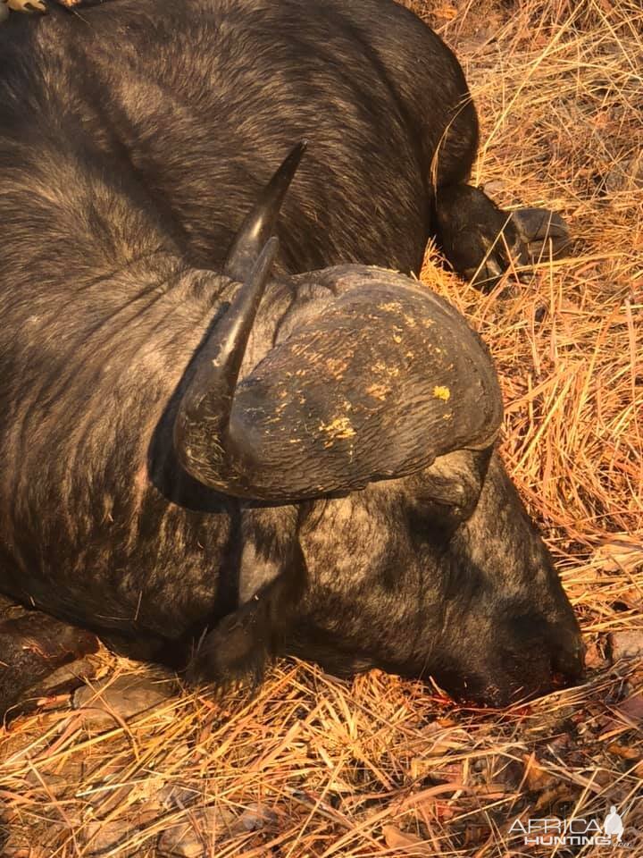 Zambia Hunt Cape Buffalo