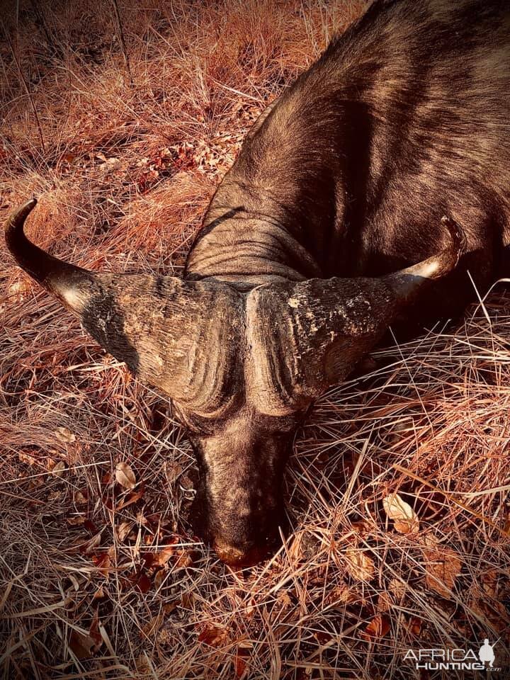 Zambia Hunt Cape Buffalo