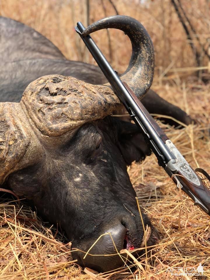 Zambia Hunt Cape Buffalo