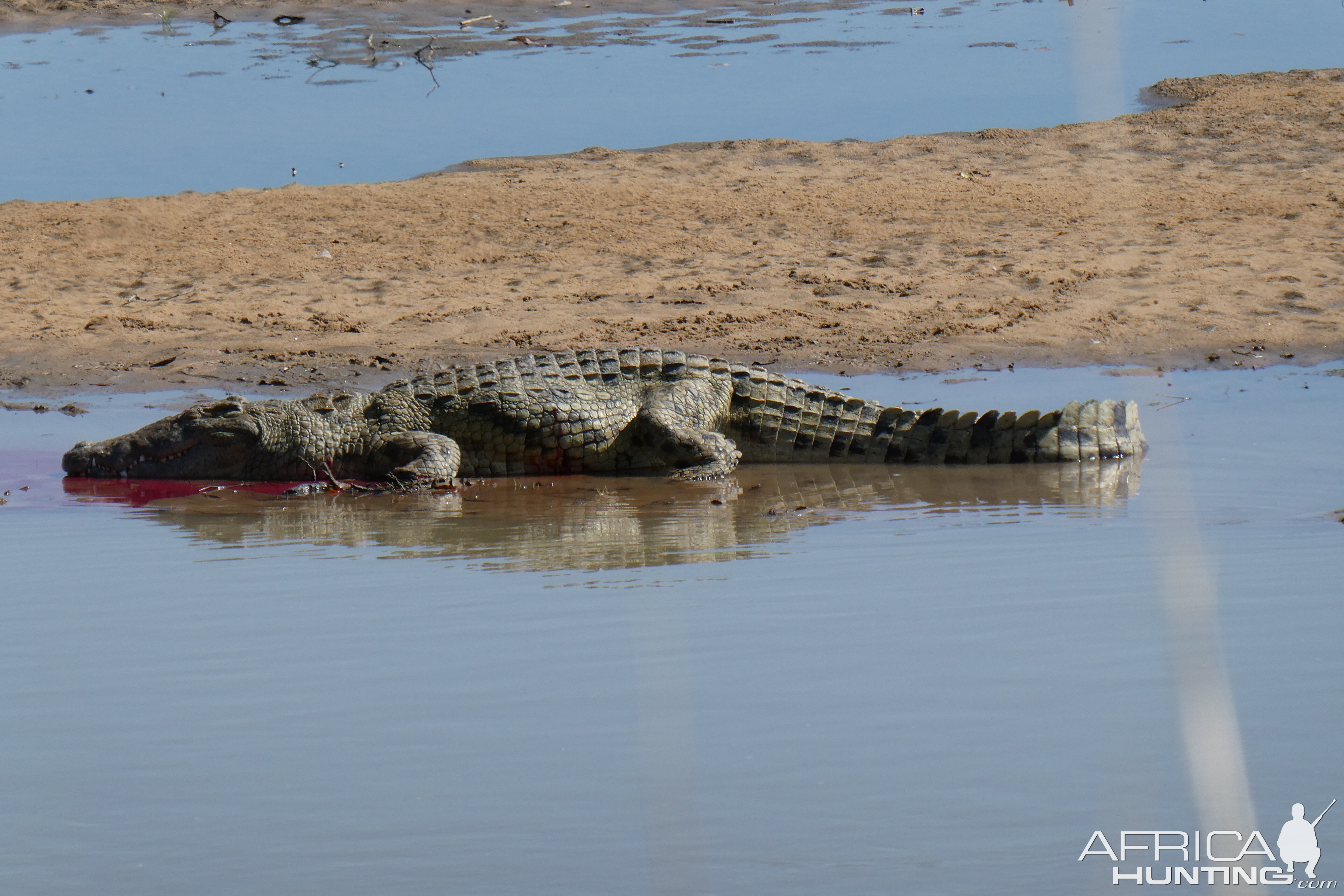 Zambia Hunt Crocodile