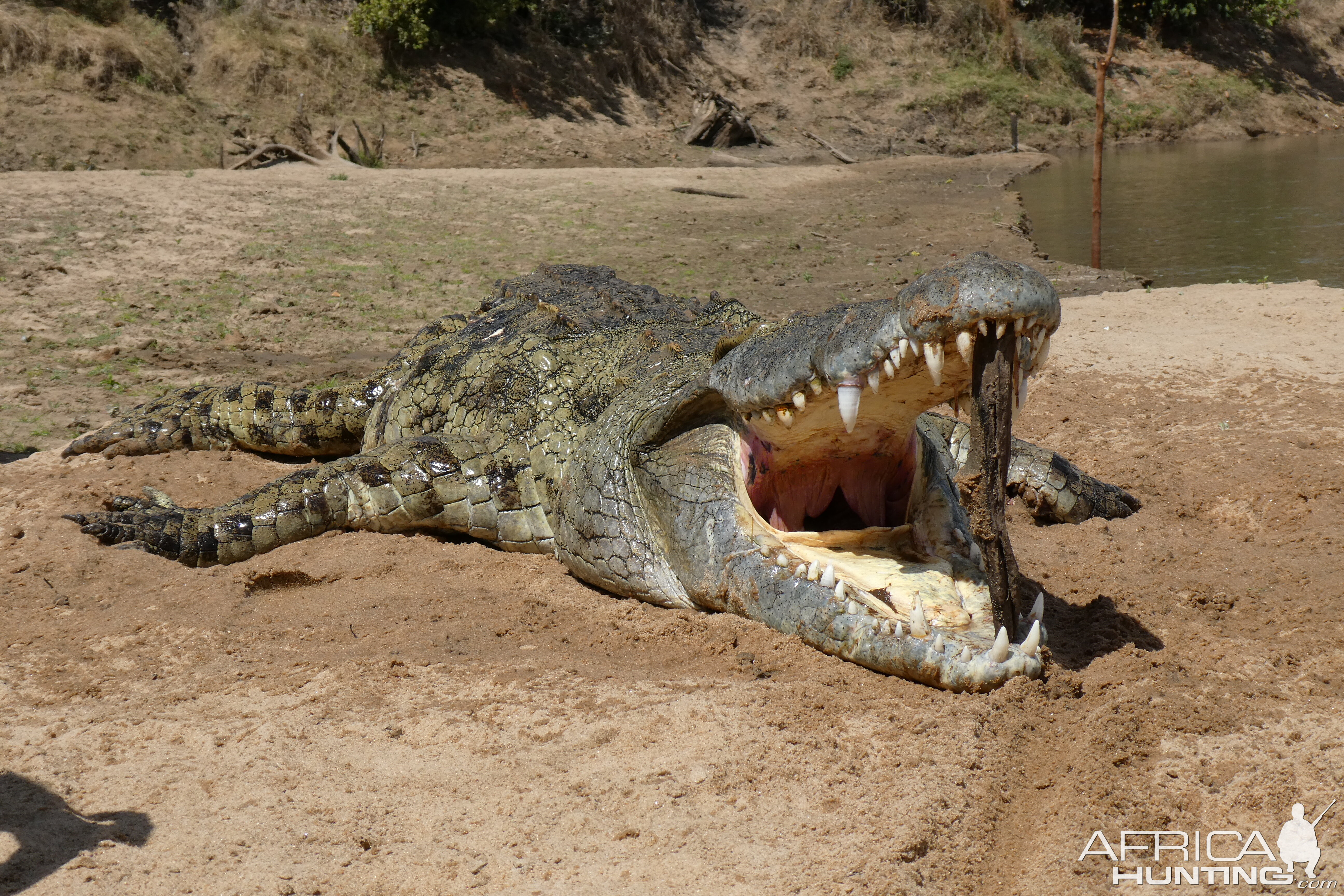 Zambia Hunt Crocodile