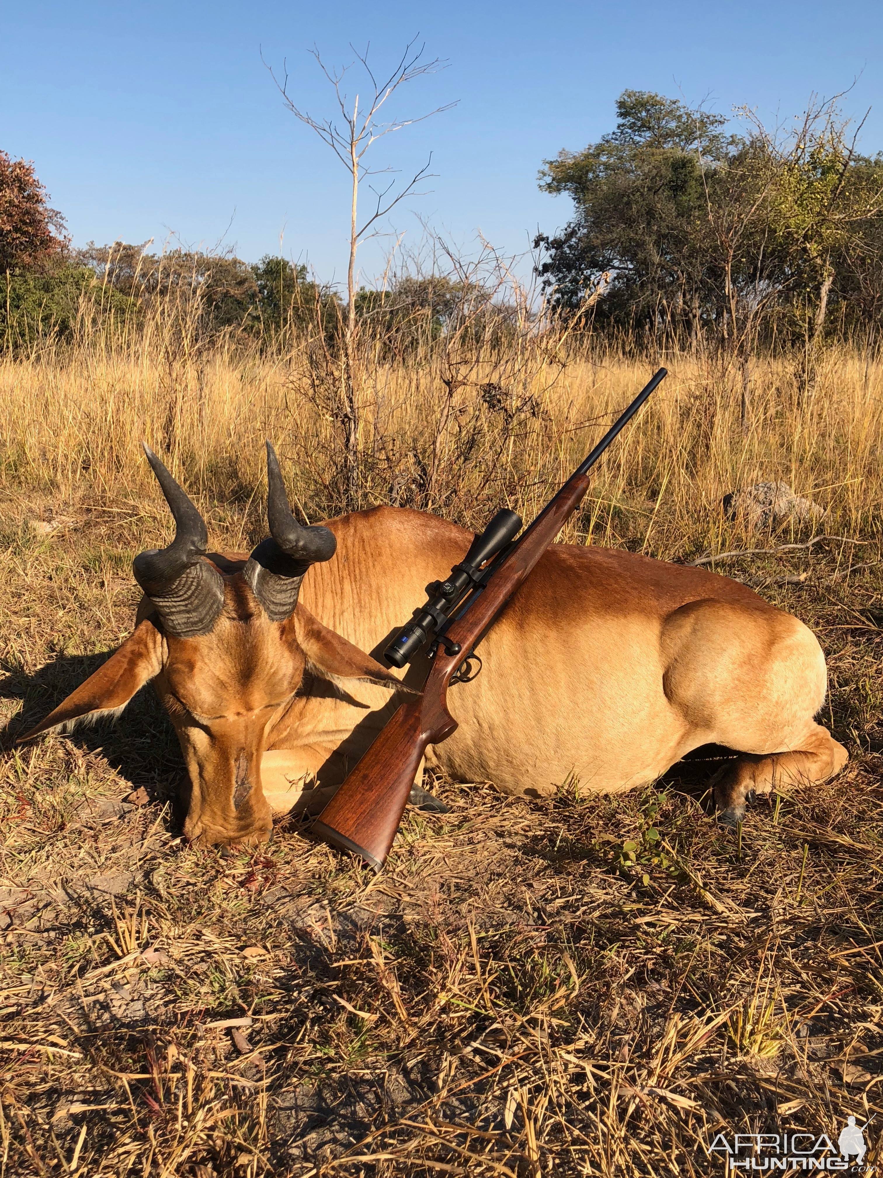 Zambia Hunt Lichtenstein's Hartebeest