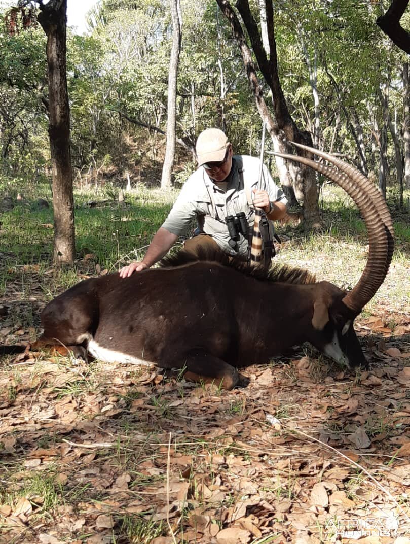 Zambia Hunt Sable Antelope