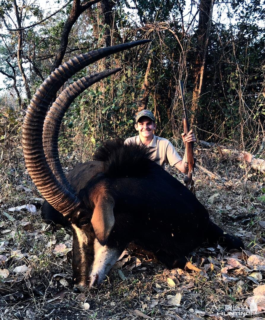 Zambia Hunt Sable Antelope