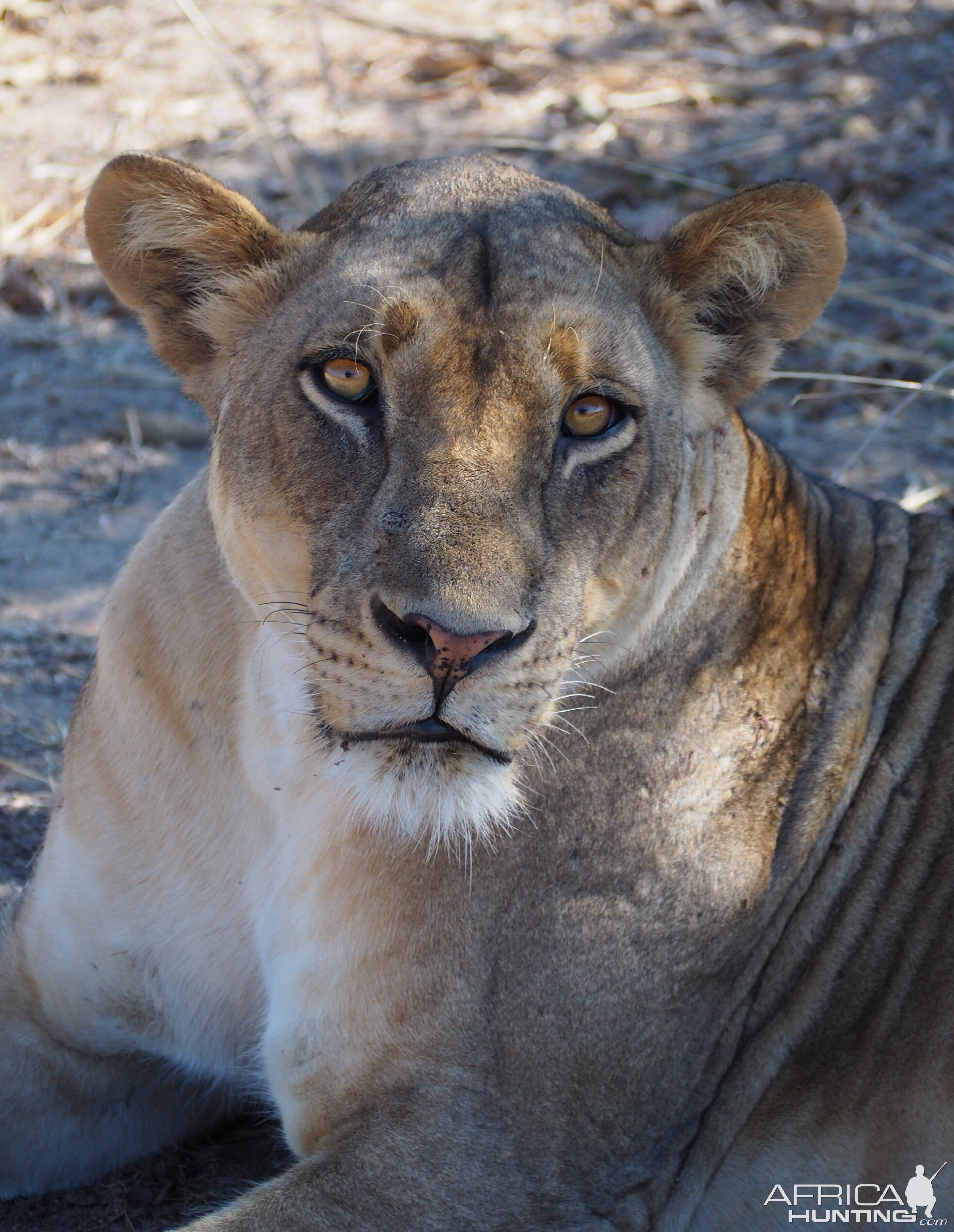 Zambia hunt - Sept 2018