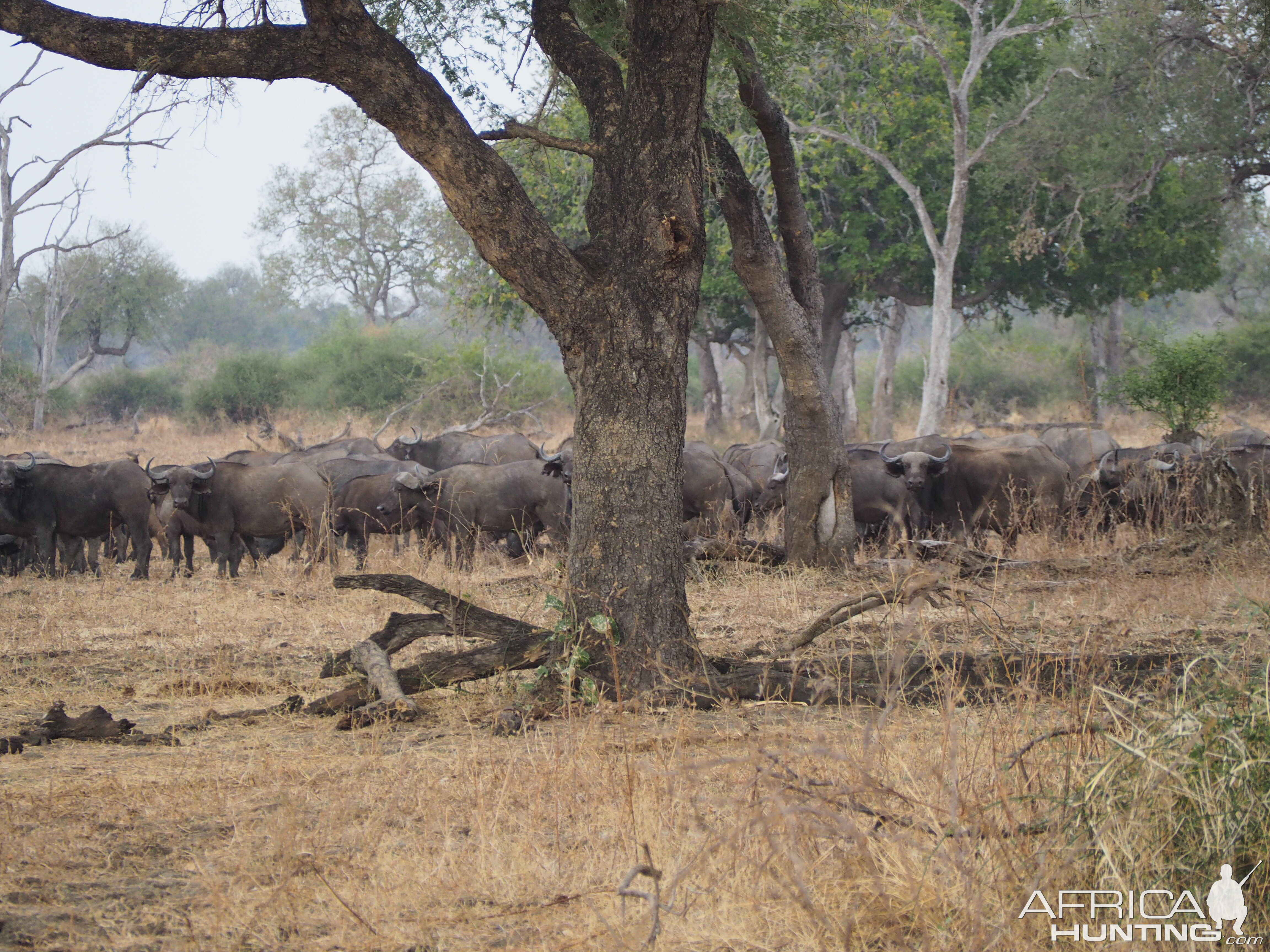 Zambia hunt - Sept 2018