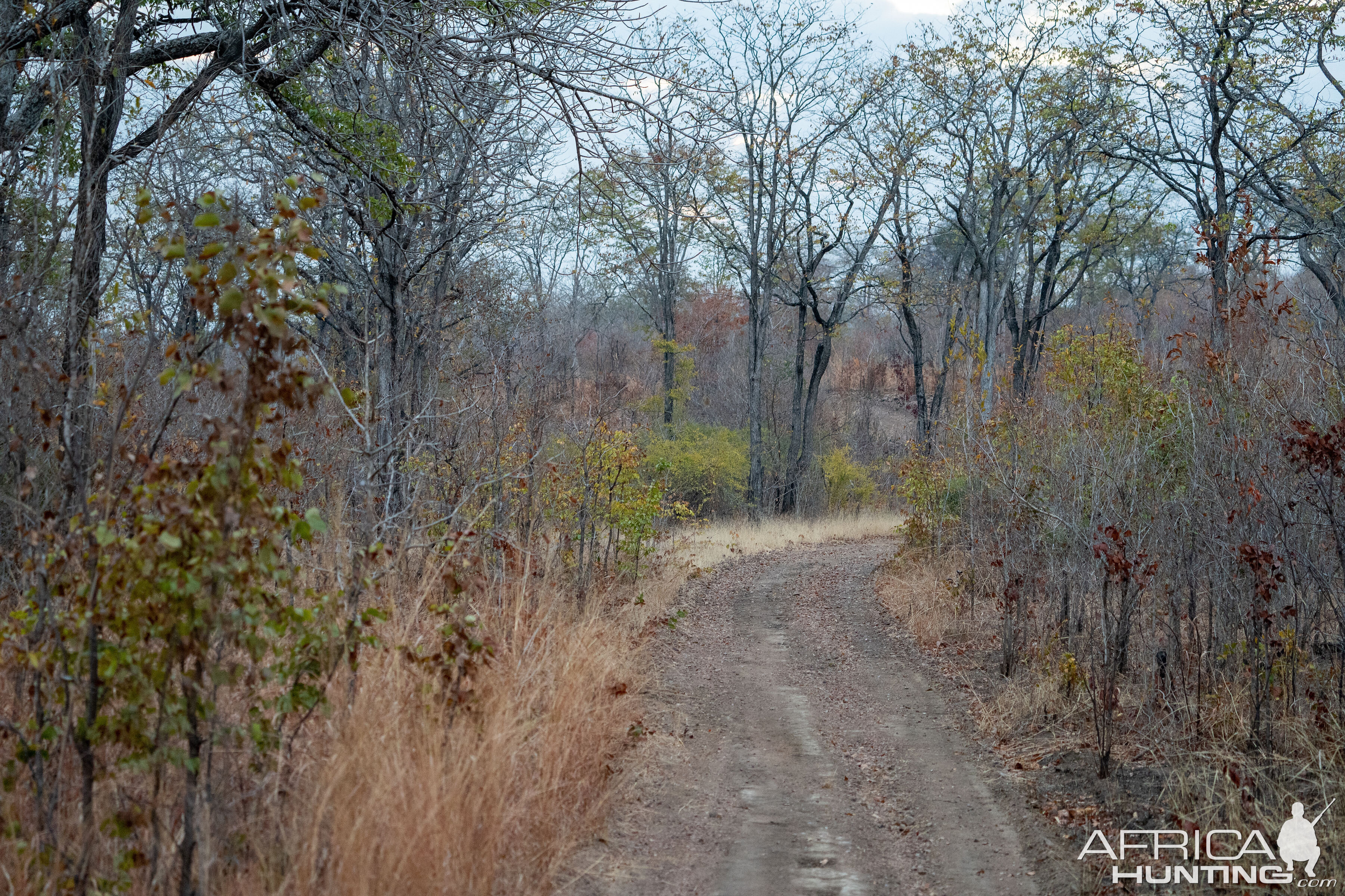 Zambia Hunt