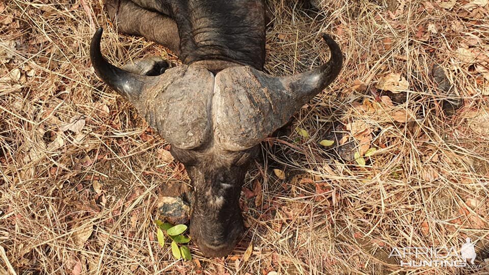 Zambia Hunting Buffalo