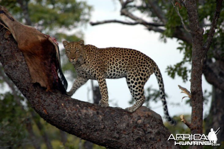 Zambia Hunting Leopard on Bait