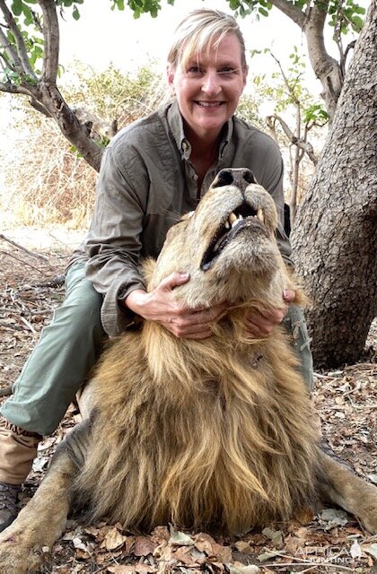 Zambia Hunting Lion