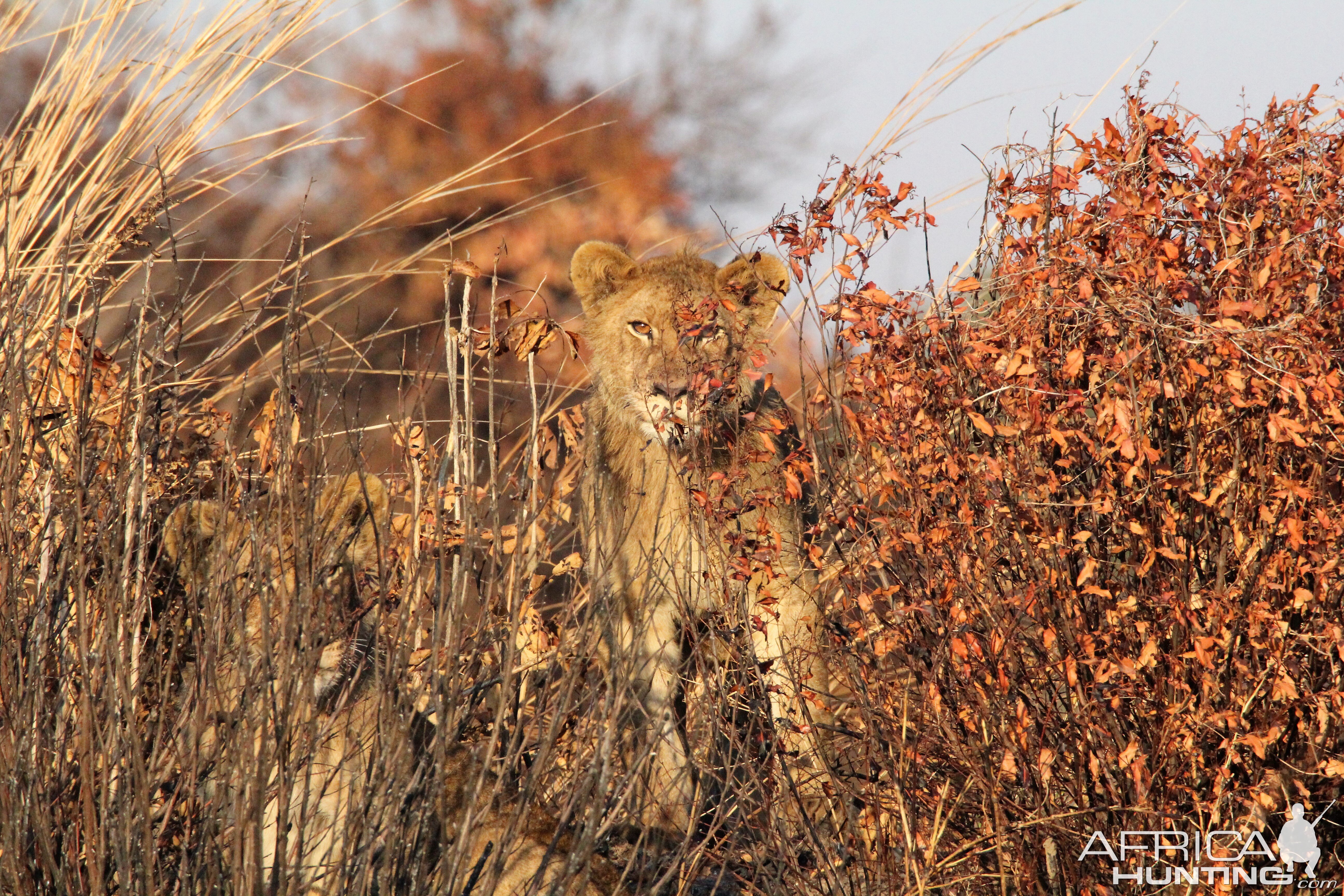 Zambia Lion