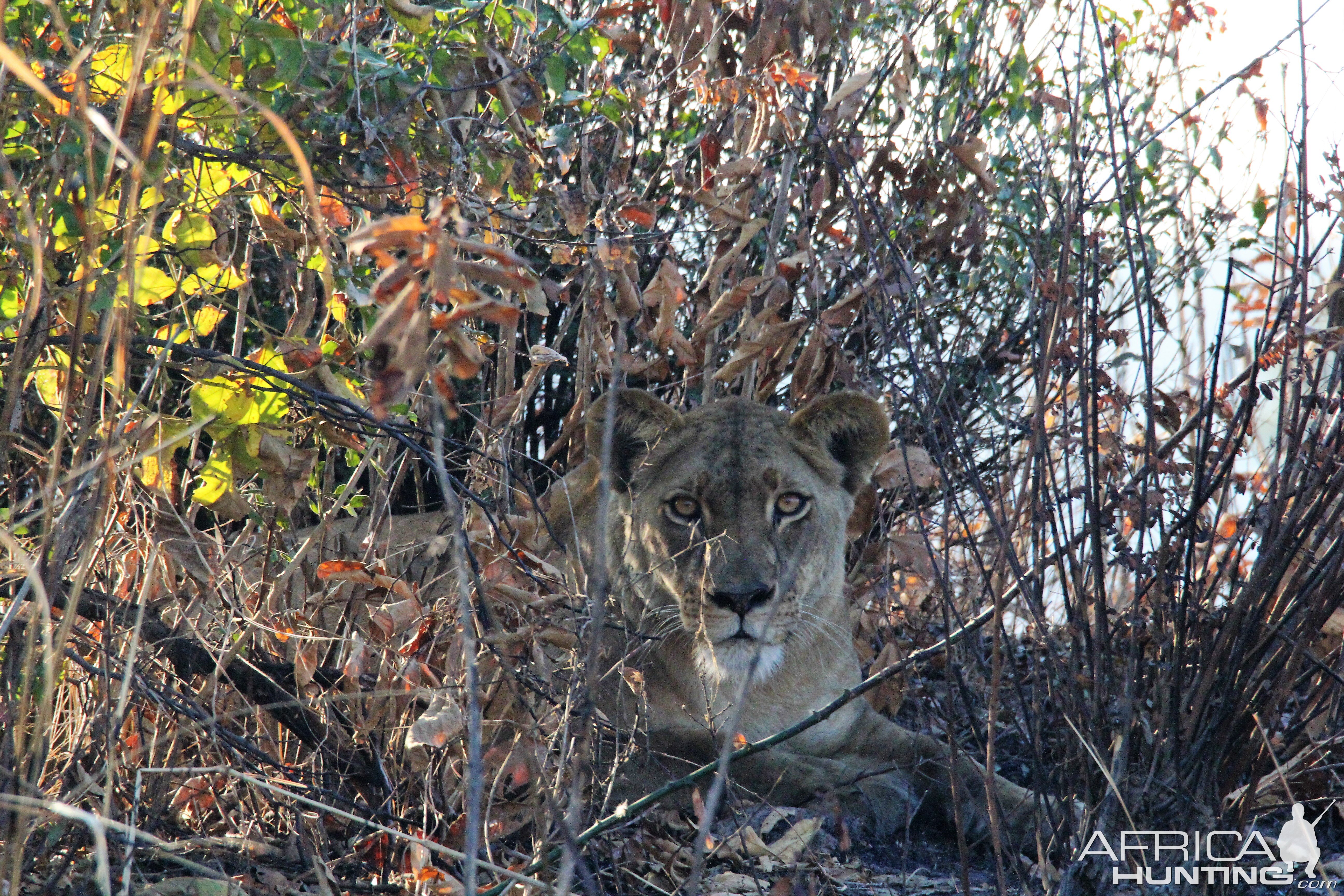 Zambia Lioness