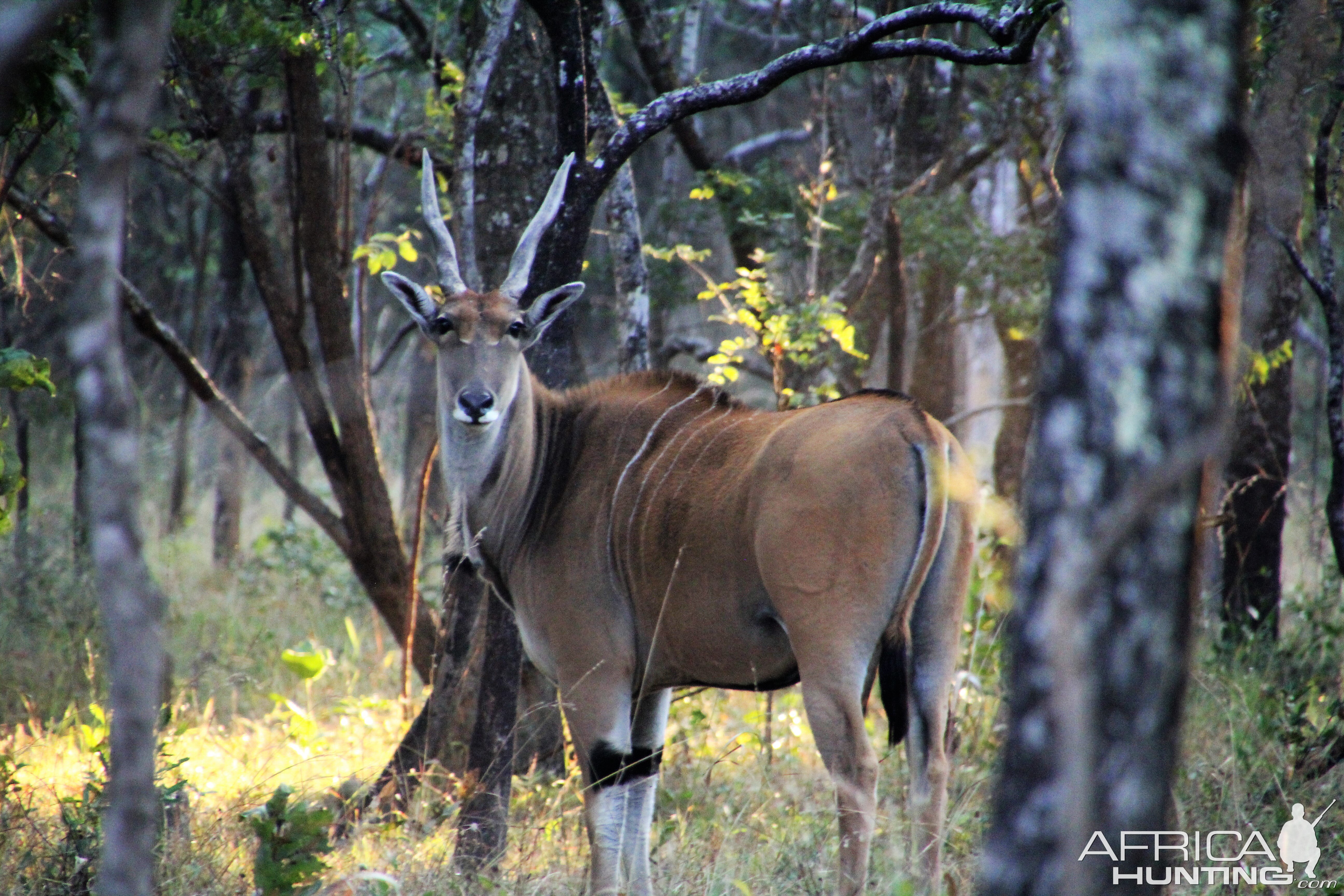 Zambia Livingstone Eland