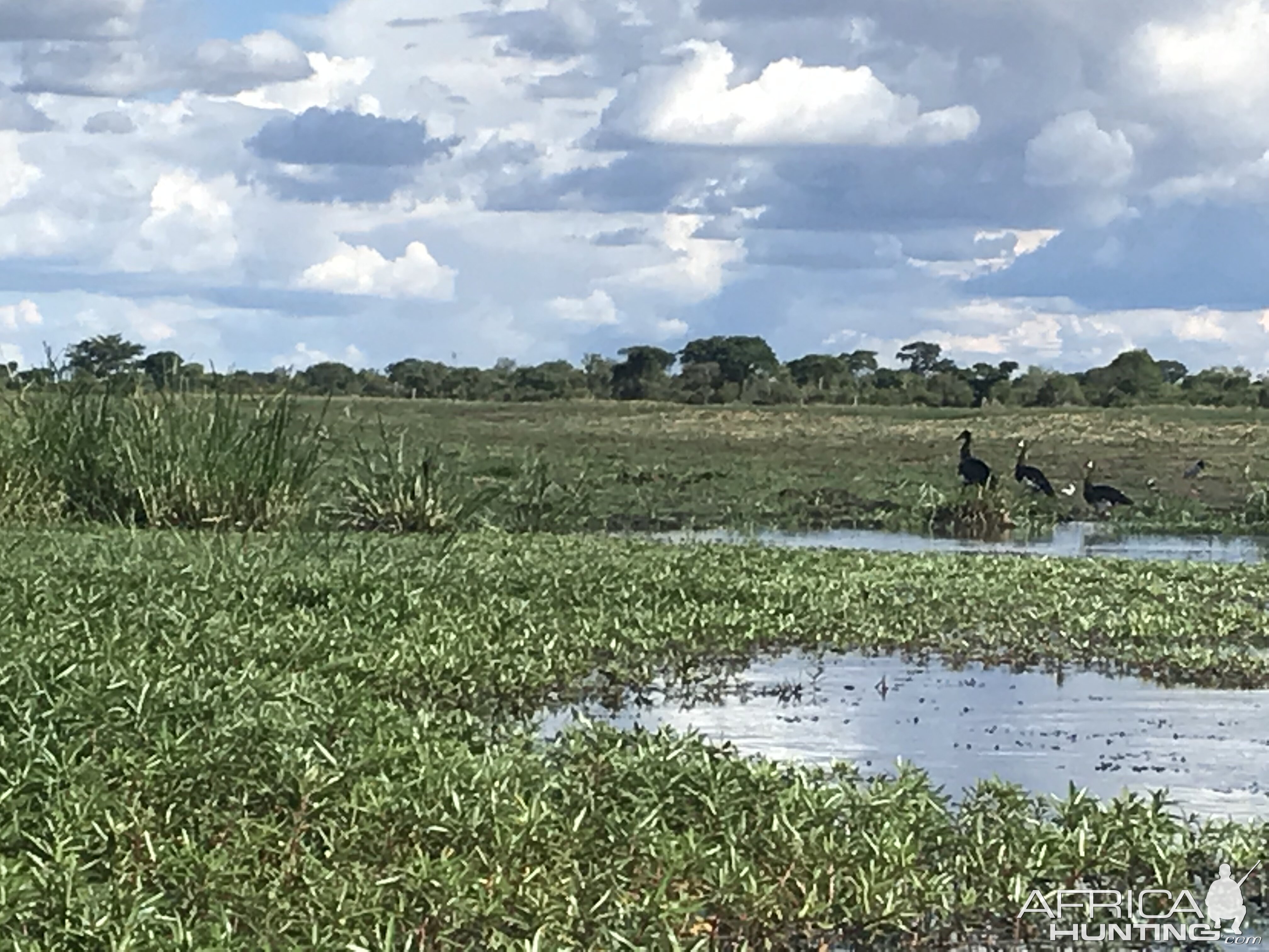 Zambia Nature