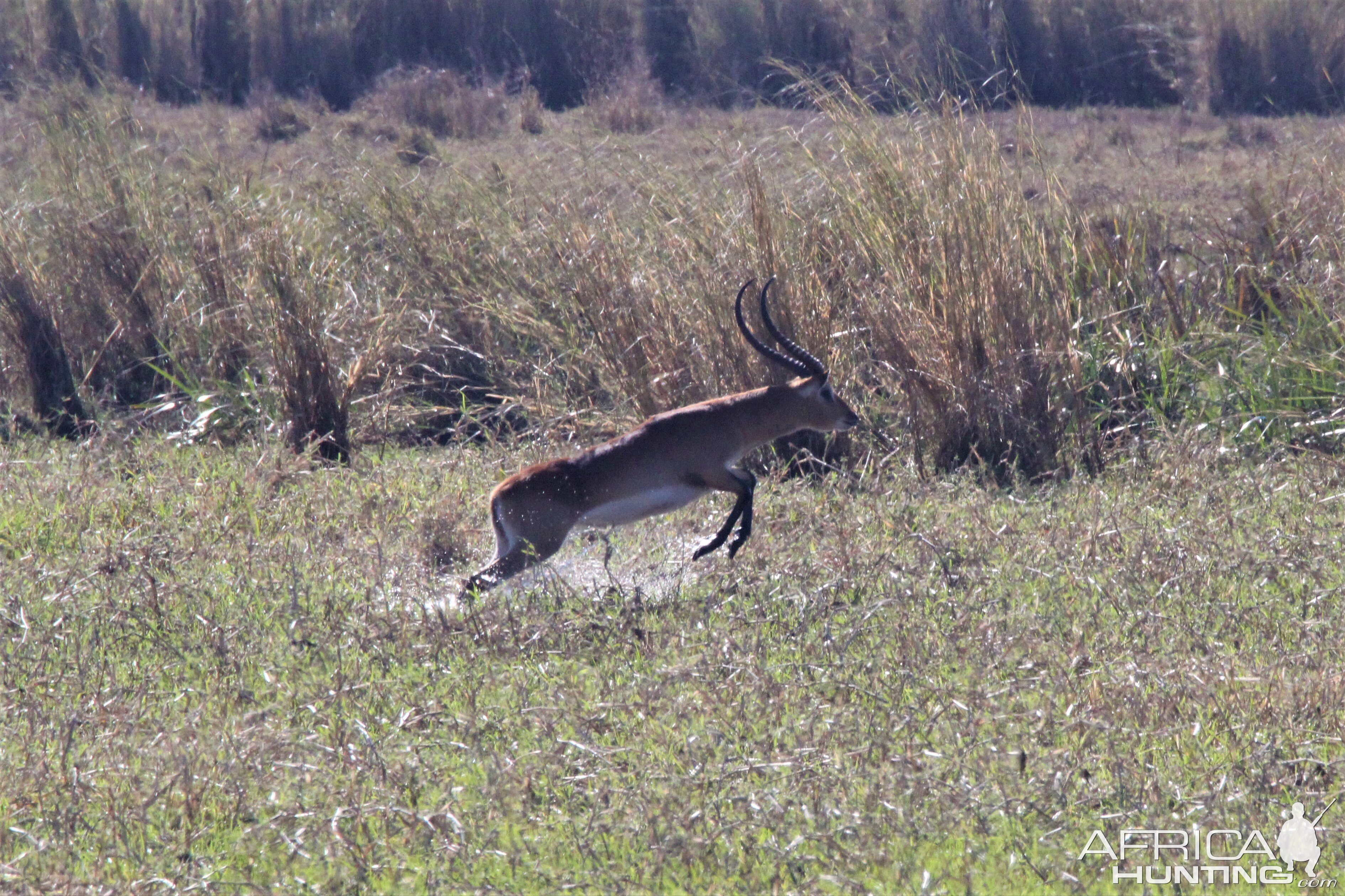 Zambia Red Lechwe