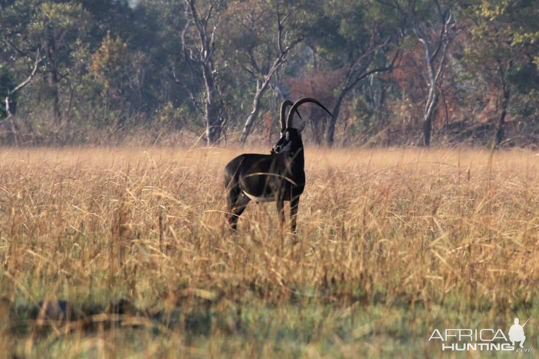 Zambia Sable