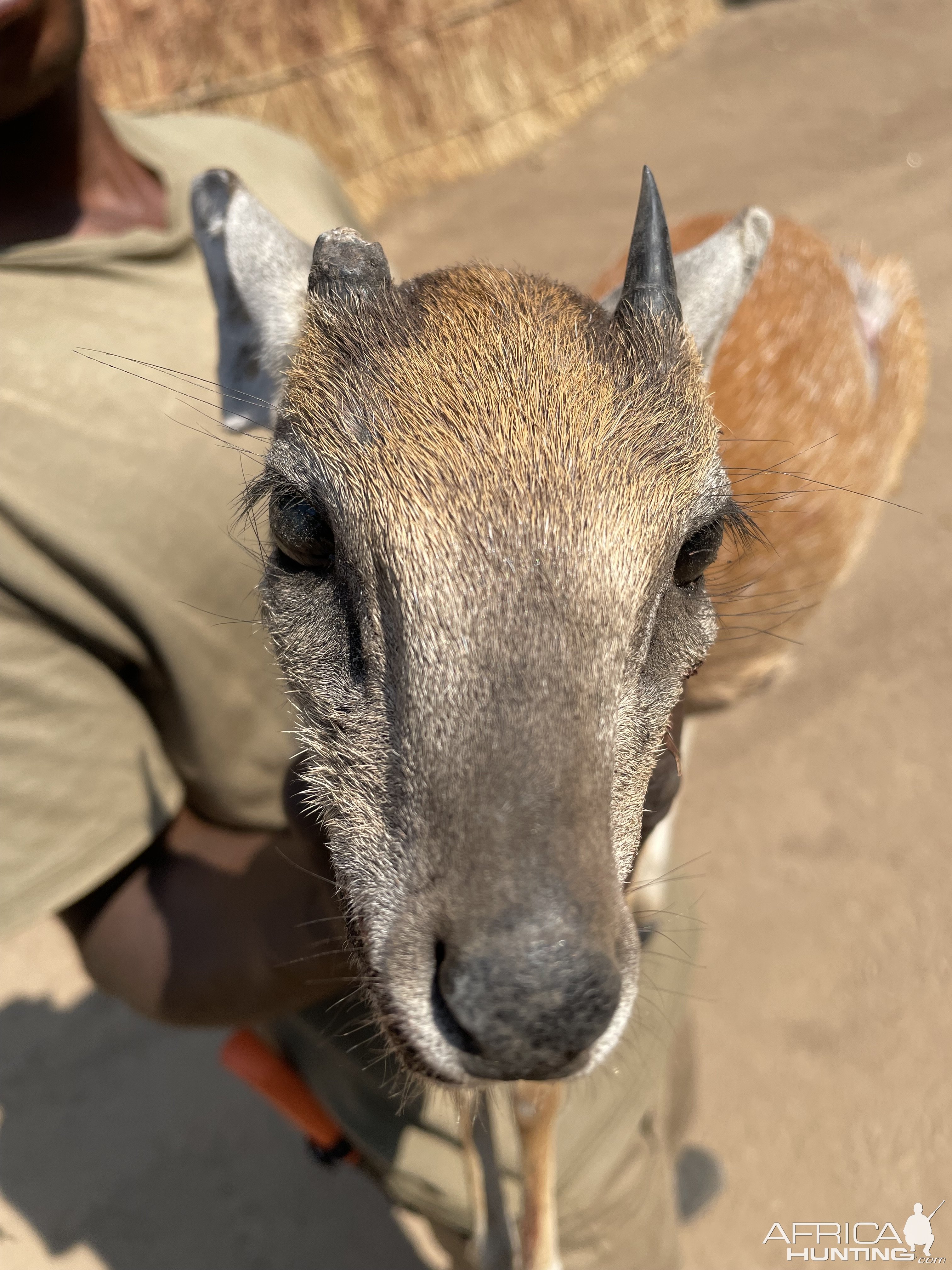 Zambia Sharpe’s Grysbok