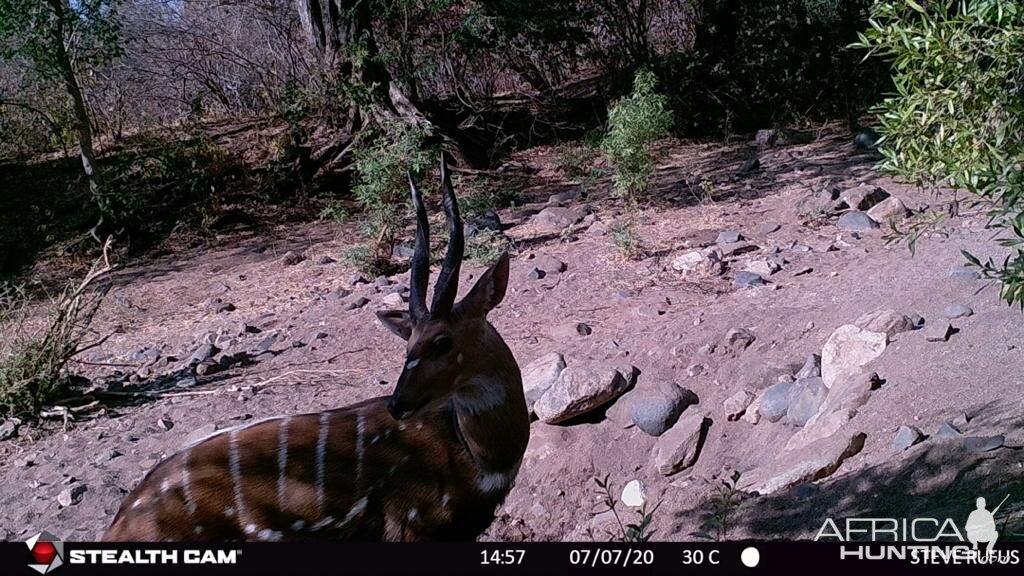 Zambia Trail Cam Pictures Bushbuck