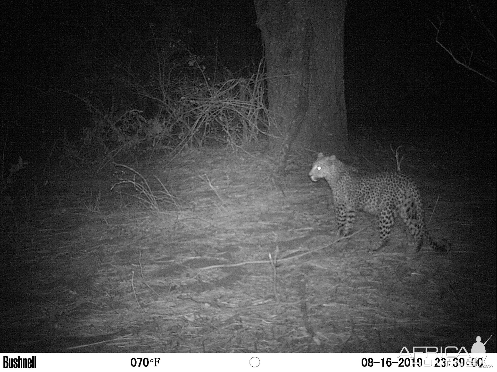 Zambia Trail Cam Pictures Leopard