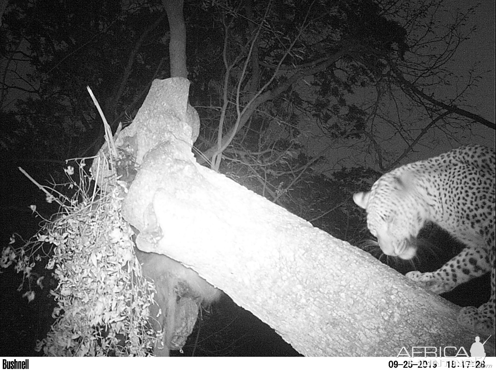 Zambia Trail Cam Pictures Leopard