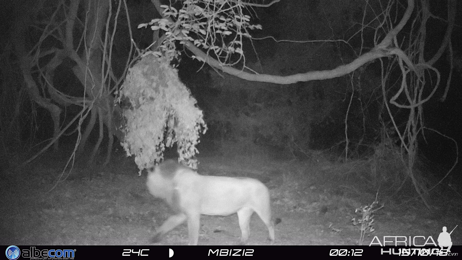 Zambia Trail Cam Pictures Lion