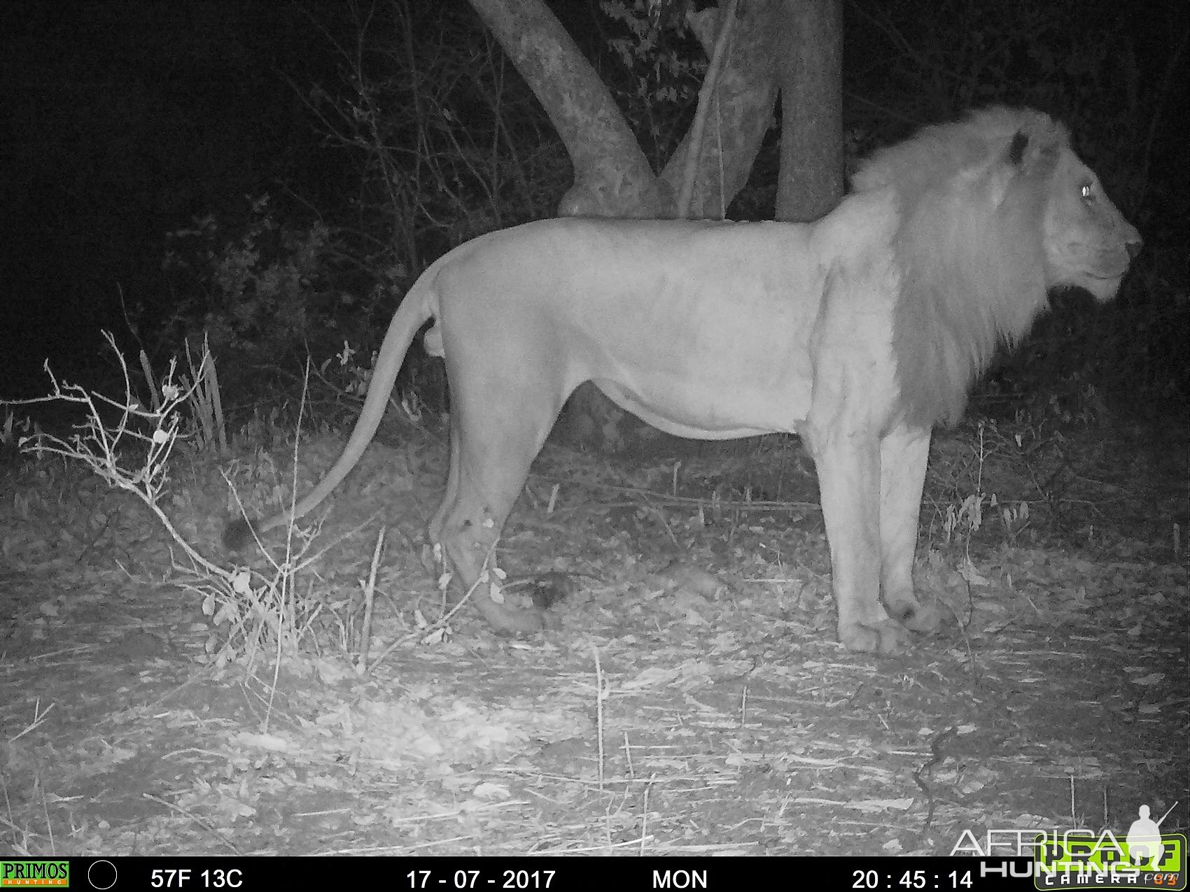 Zambia Trail Cam Pictures of Lion