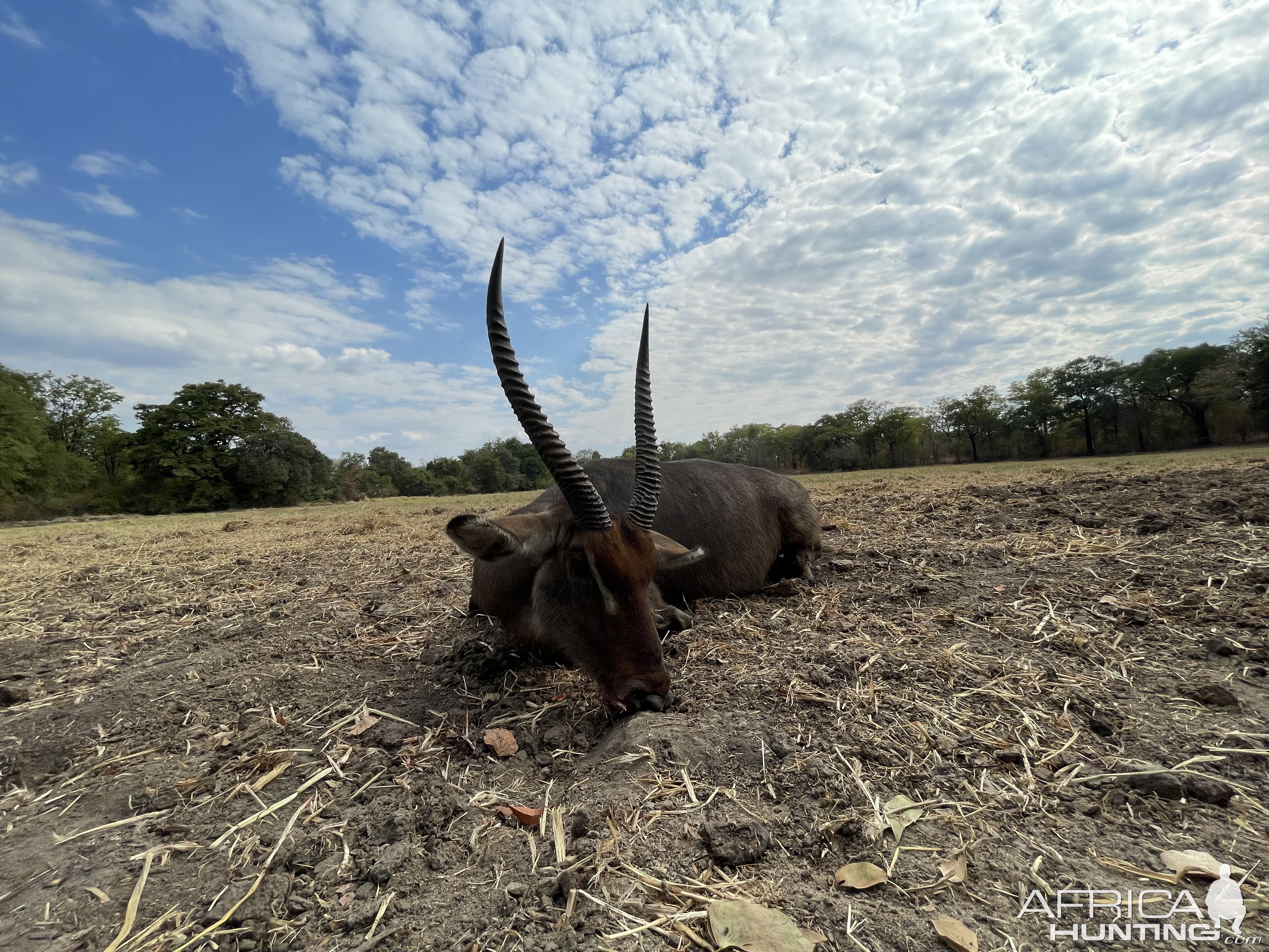 Zambia Waterbuck