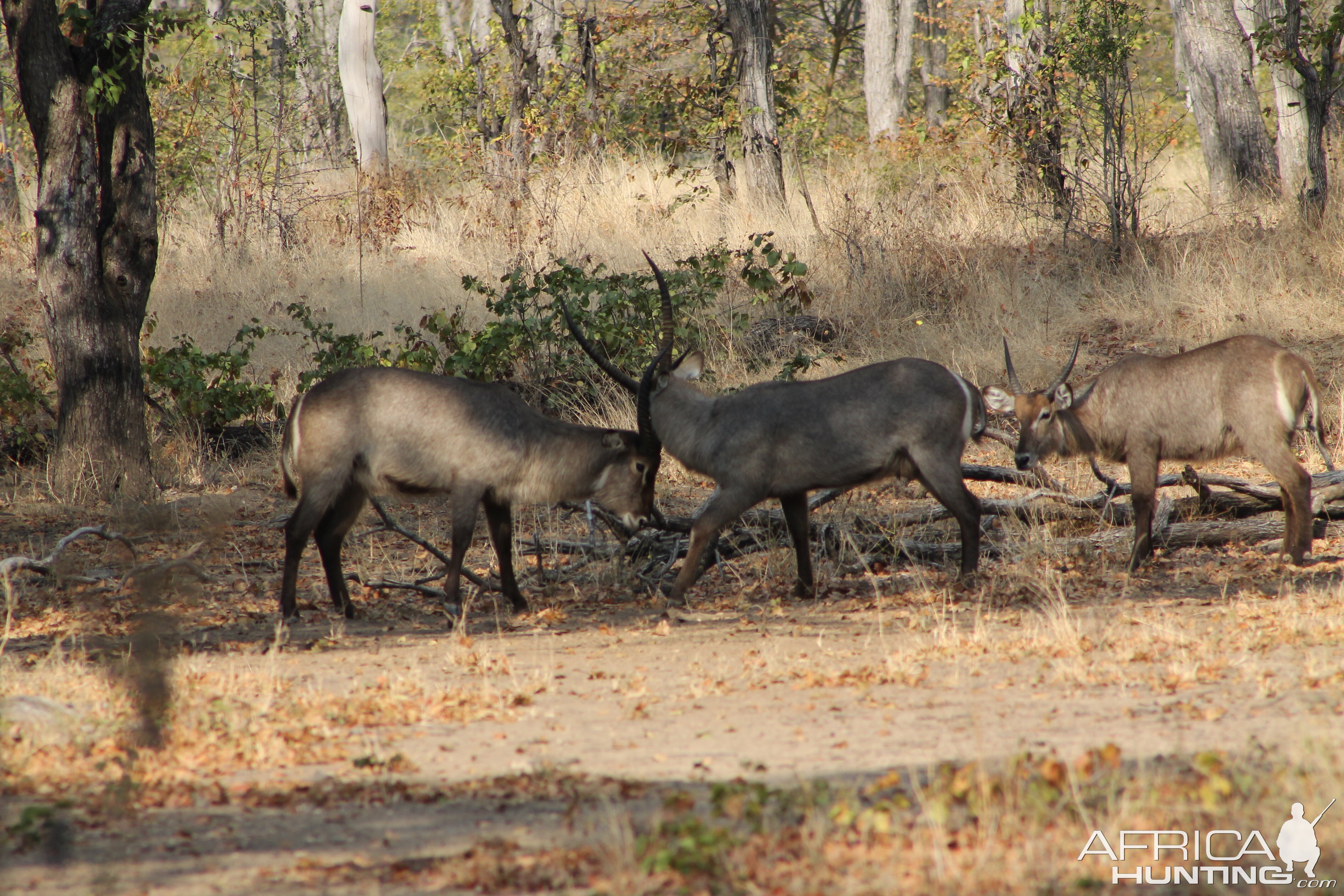 Zambia Waterbuck