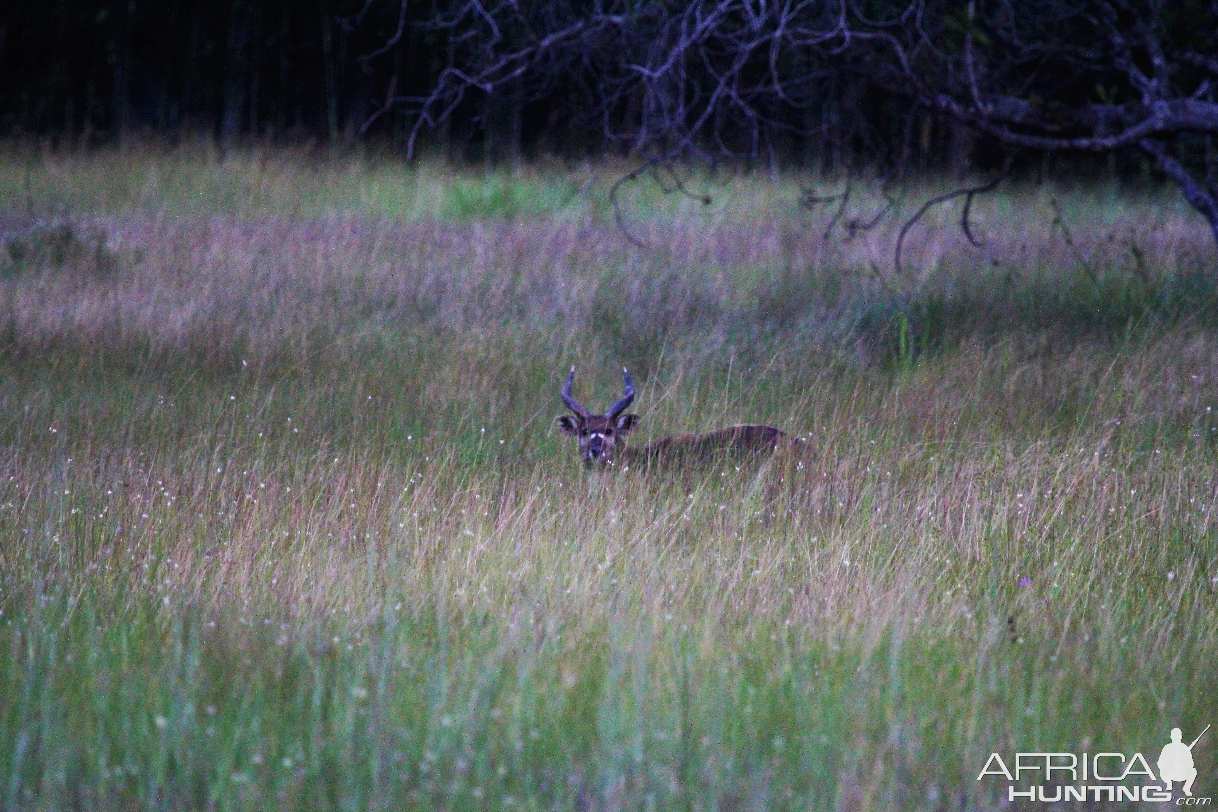 Zambia Wildlife Sitatunga