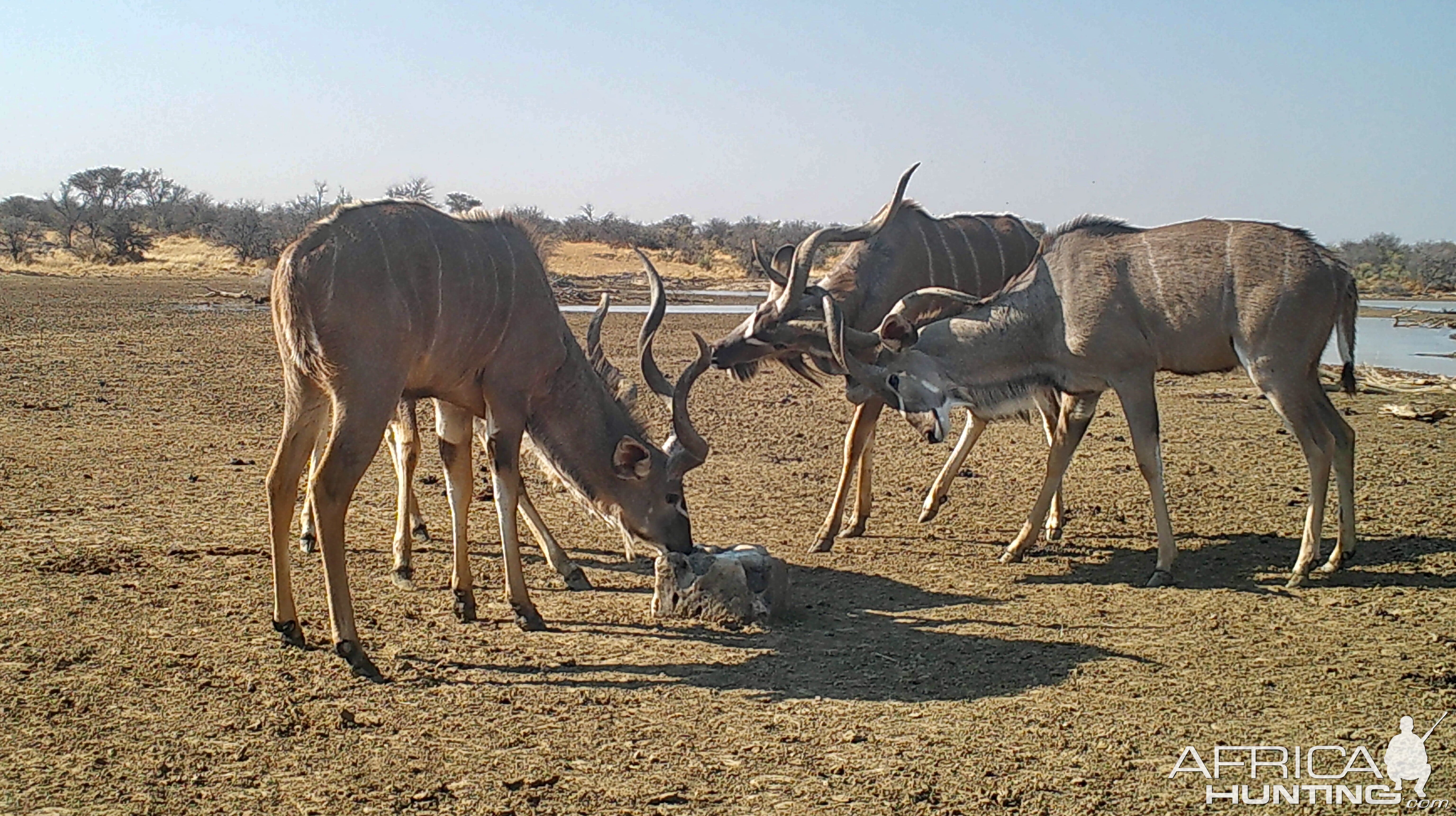 Zana Botes Safari