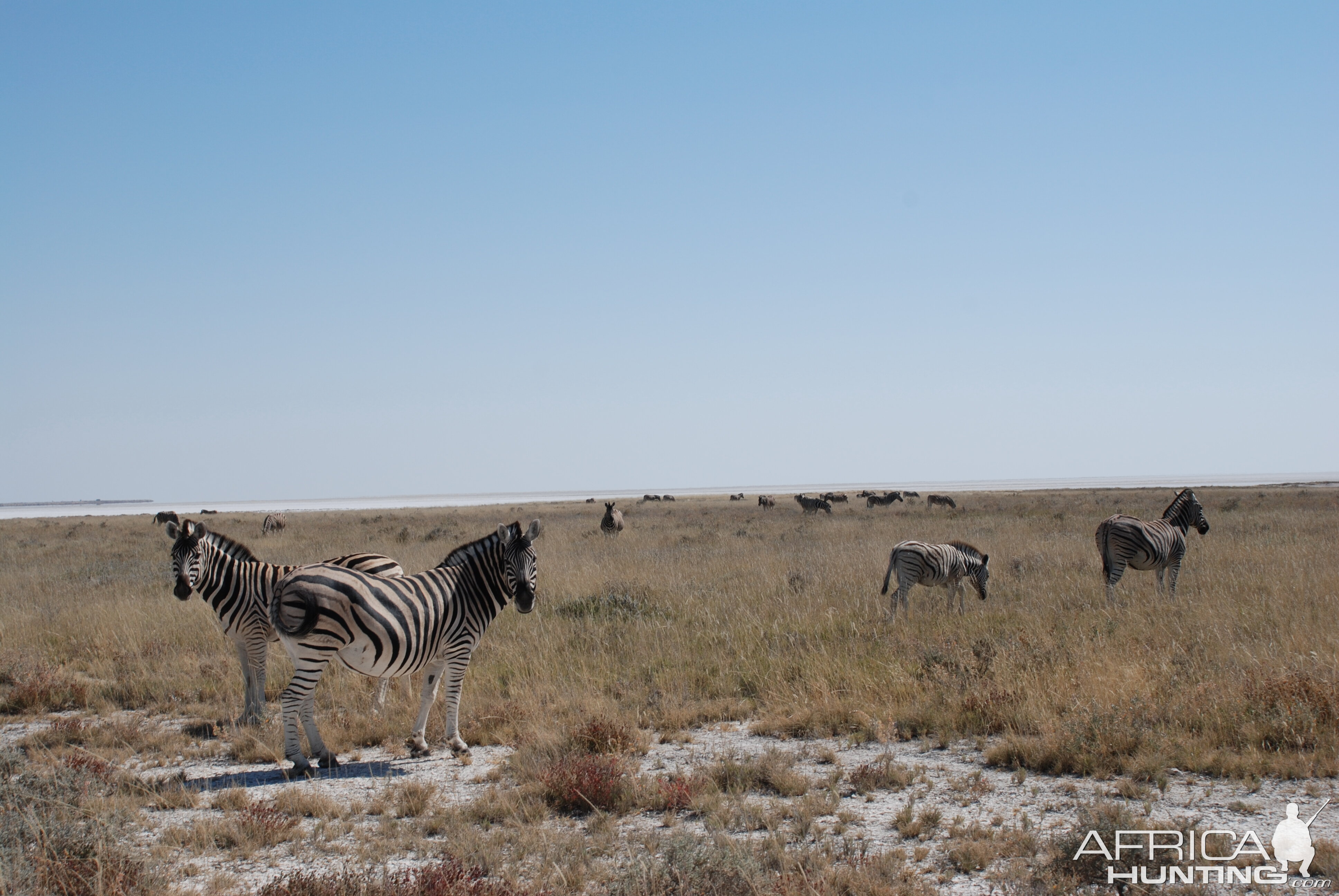 Zebra at Etosha, Namibia