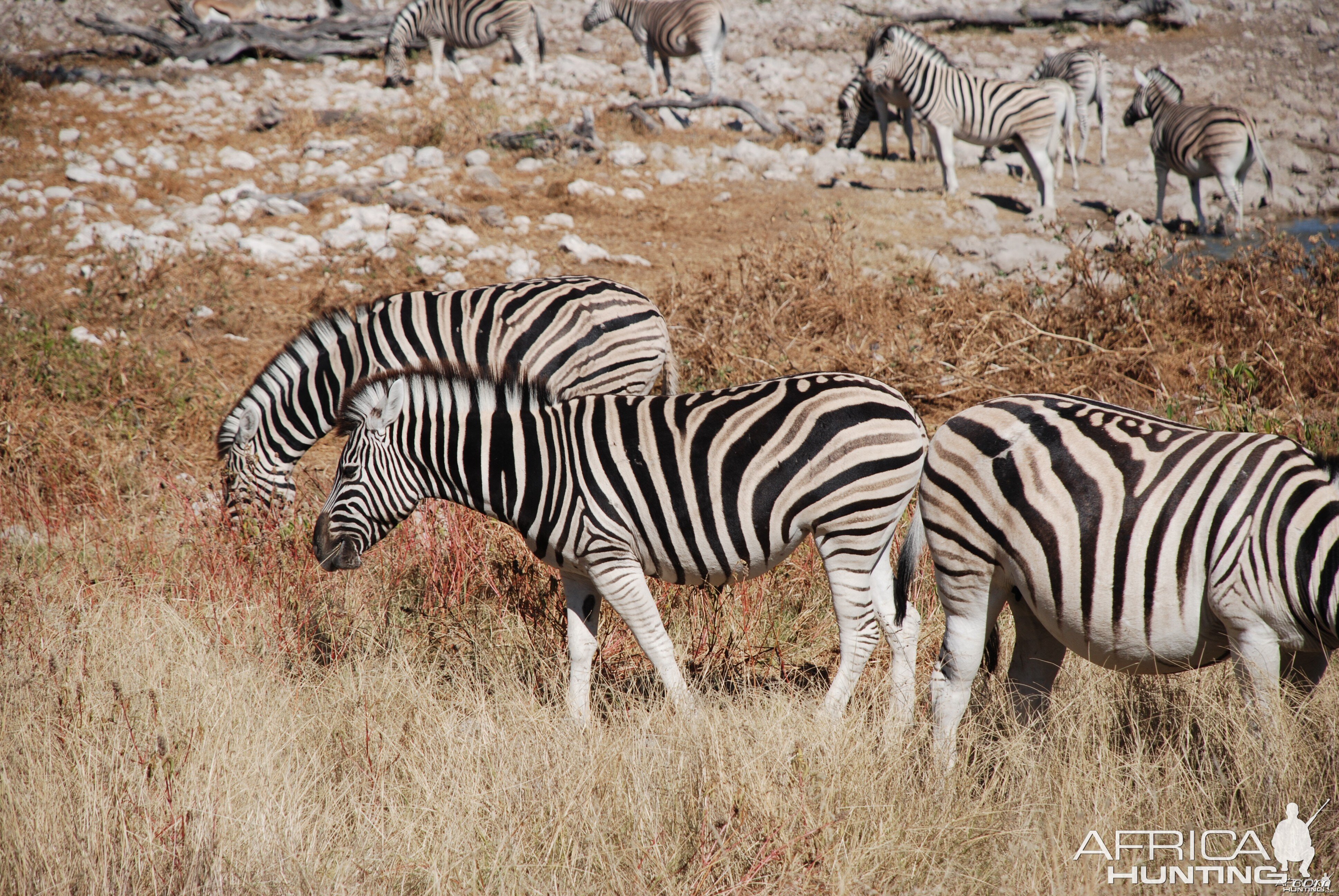 Zebra at Etosha, Namibia