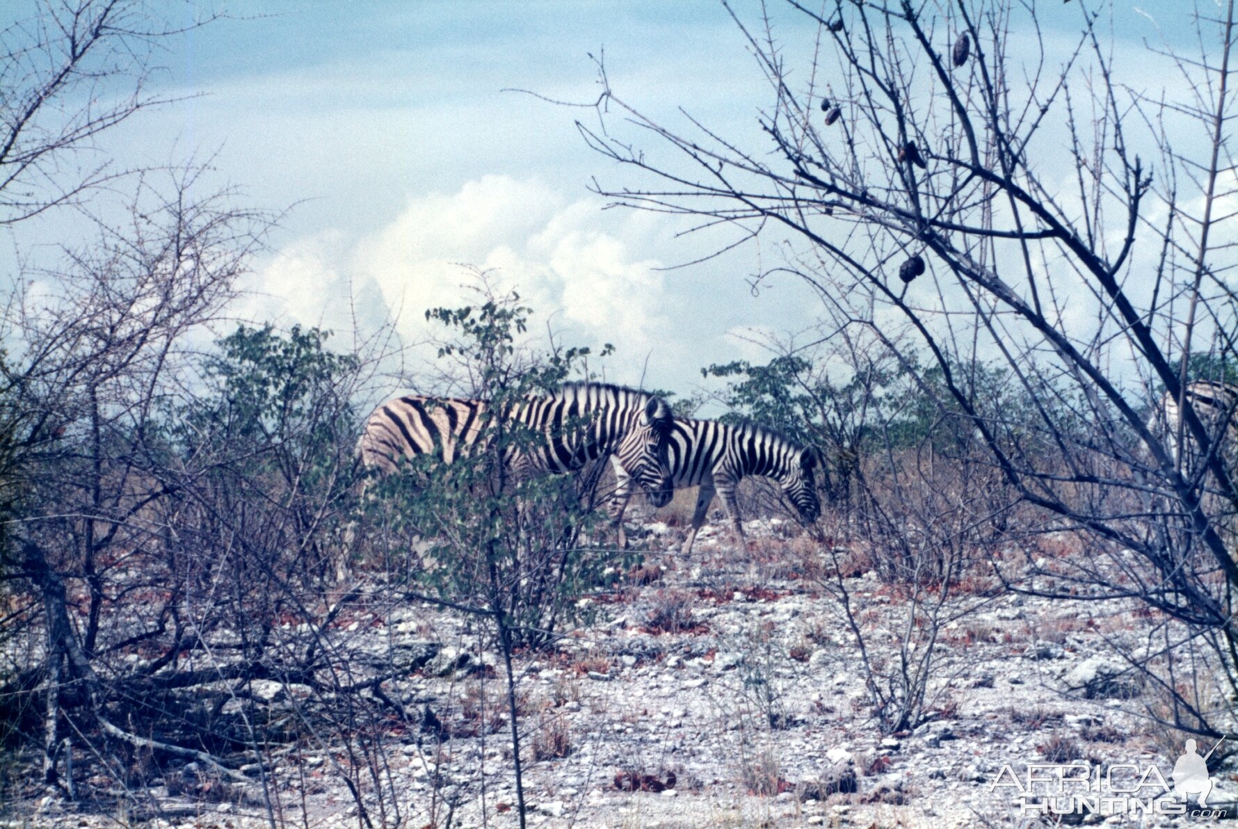 Zebra at Etosha National Park in Namibia