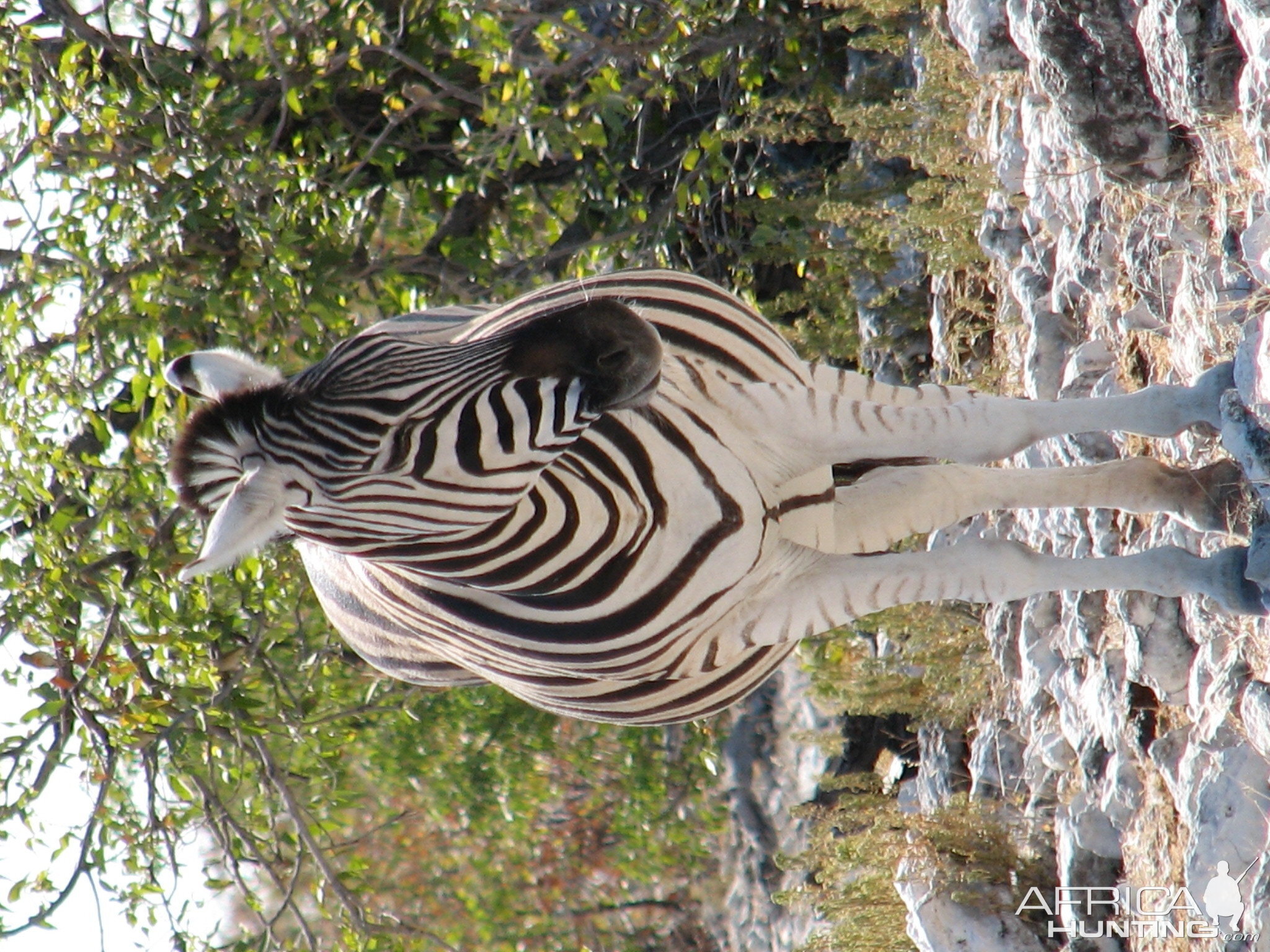 Zebra at Etosha National Park, Namibia