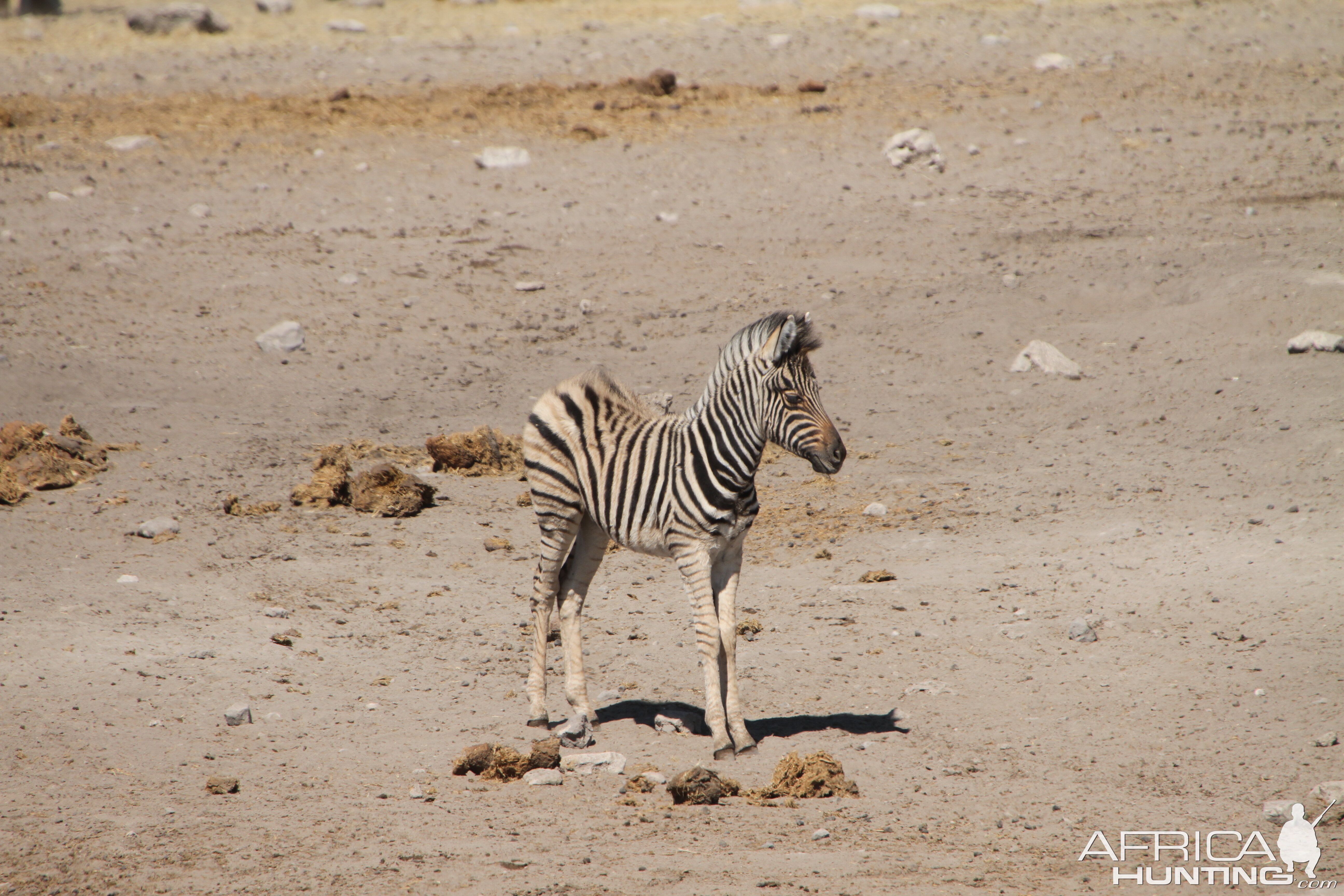 Zebra at Etosha National Park