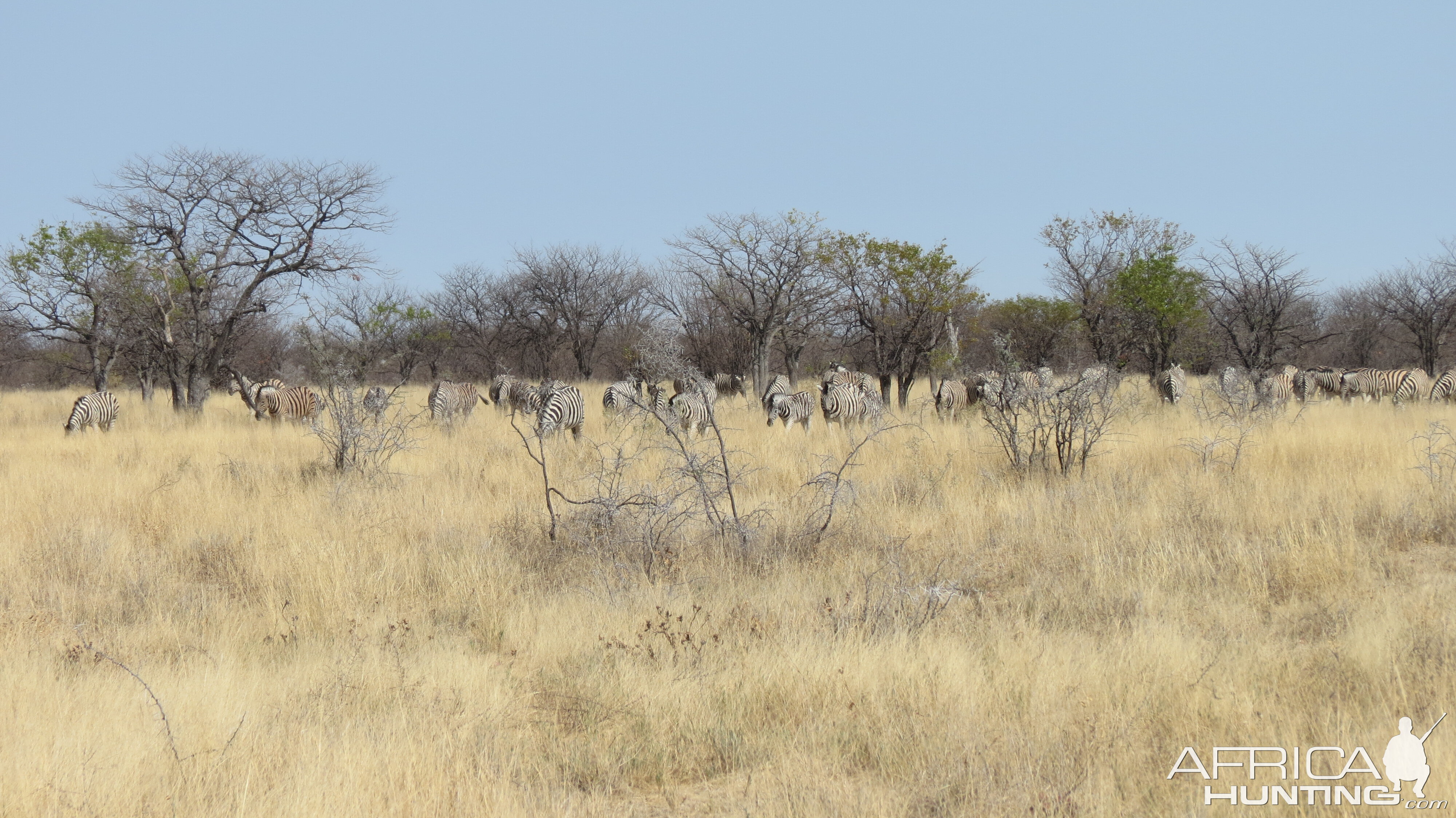 Zebra at Etosha National Park