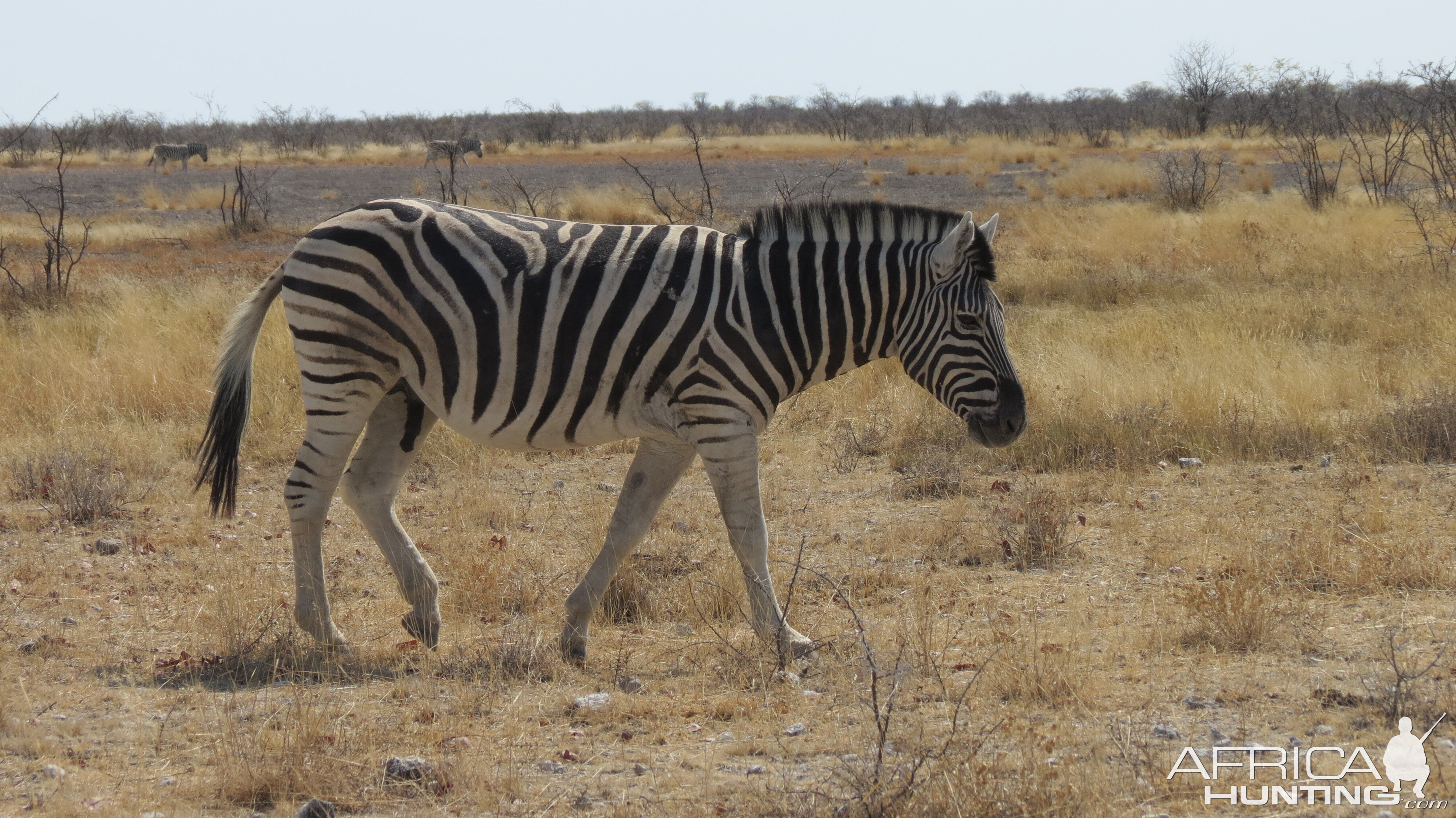 Zebra at Etosha National Park