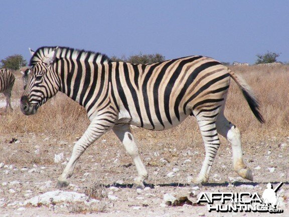 Zebra at Etosha