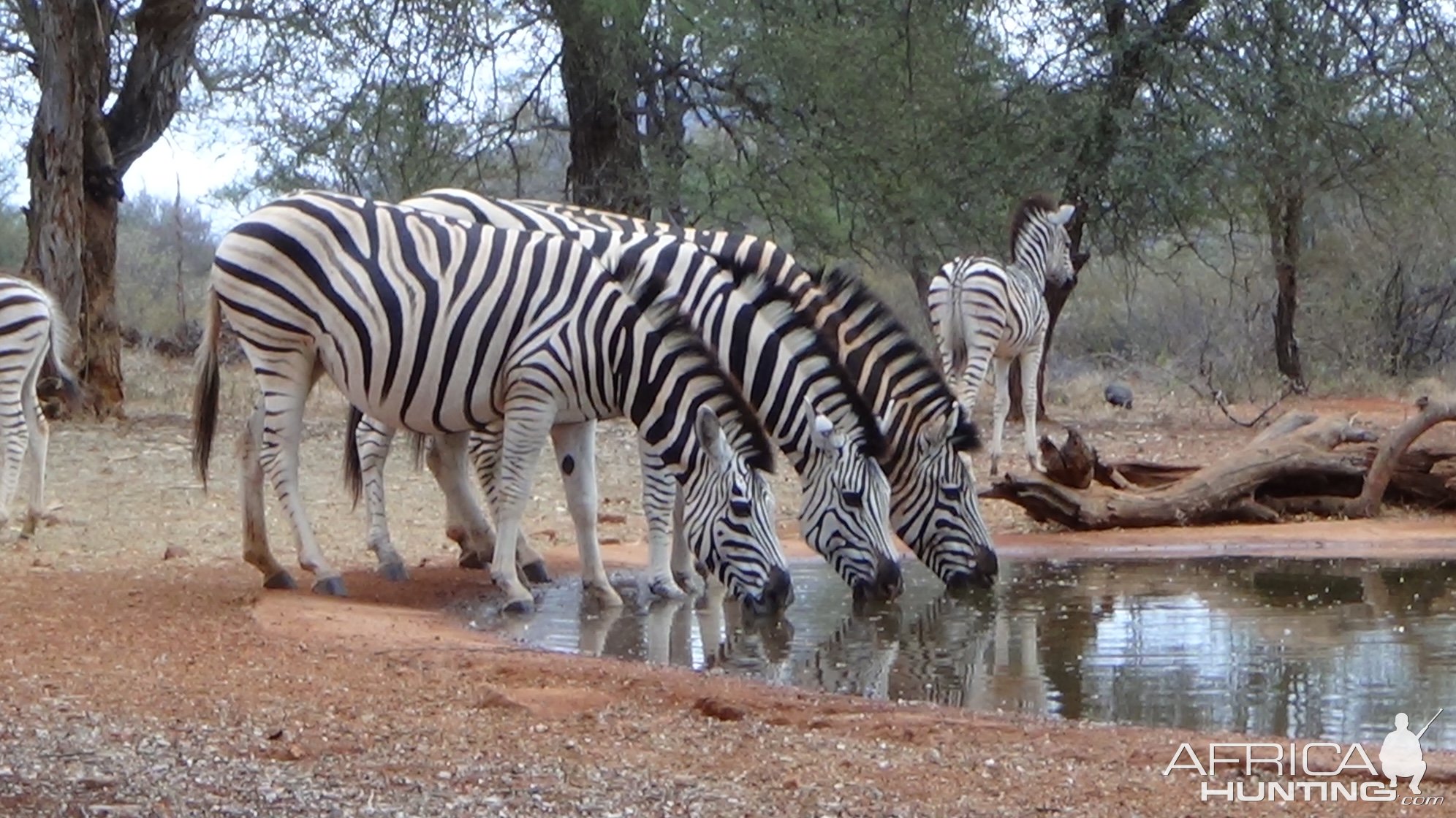 Zebra Botswana