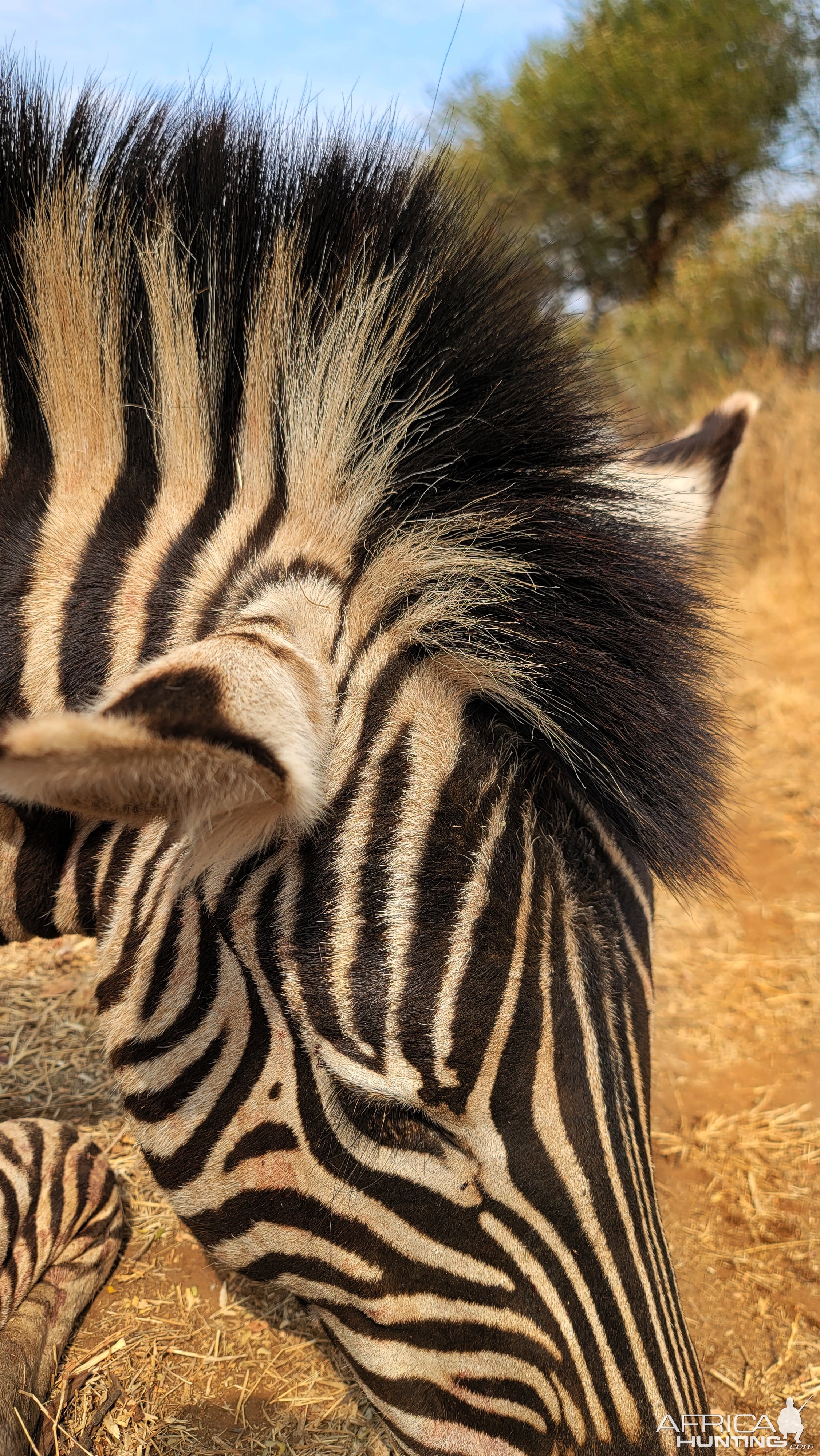 Zebra Bow Hunt South Africa