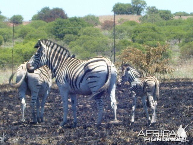 Zebra breed very well in my area