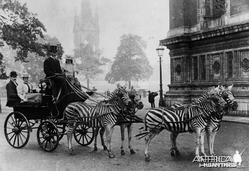 Zebra drawn carriage