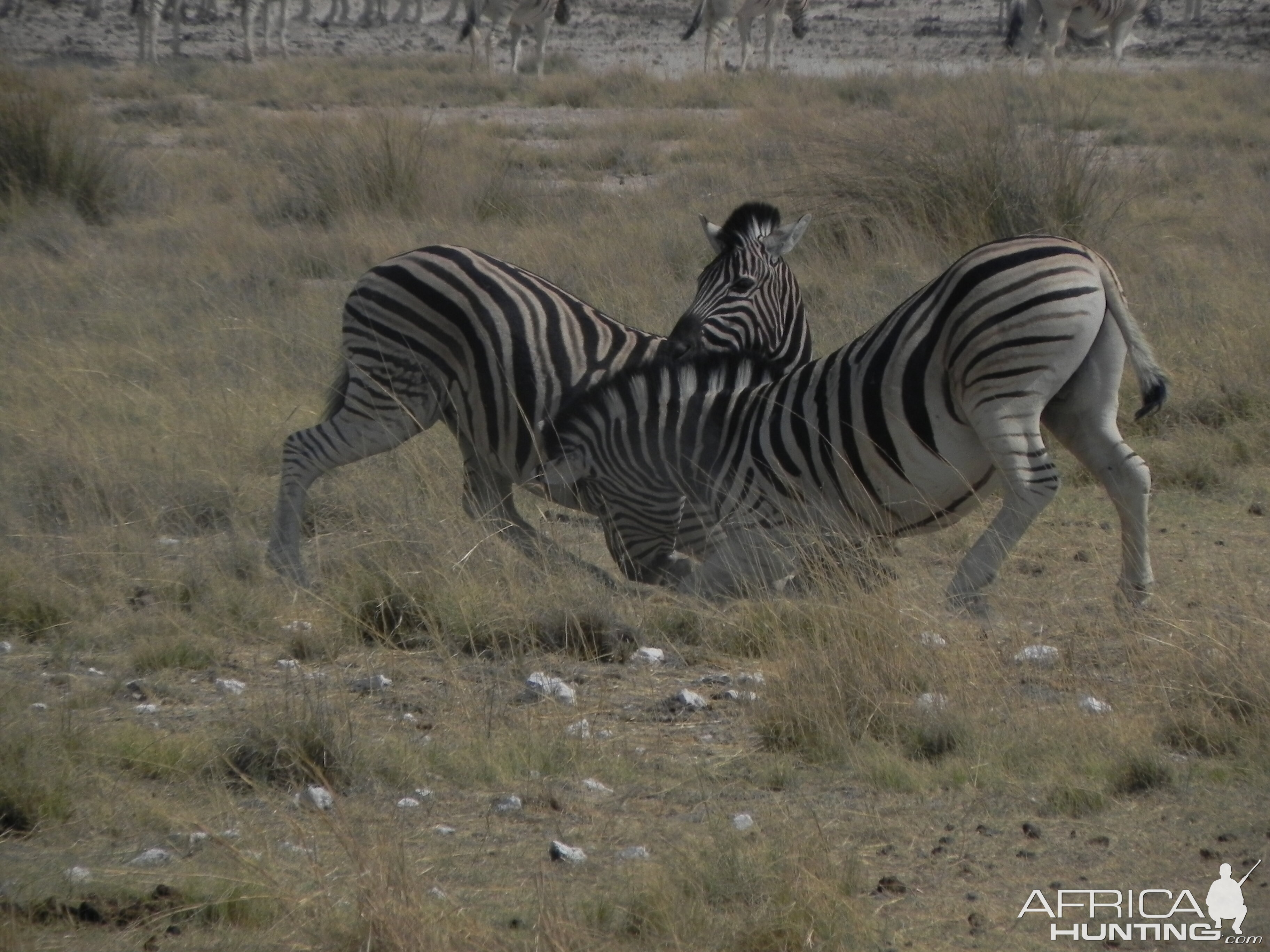 Zebra Etosha Namibia