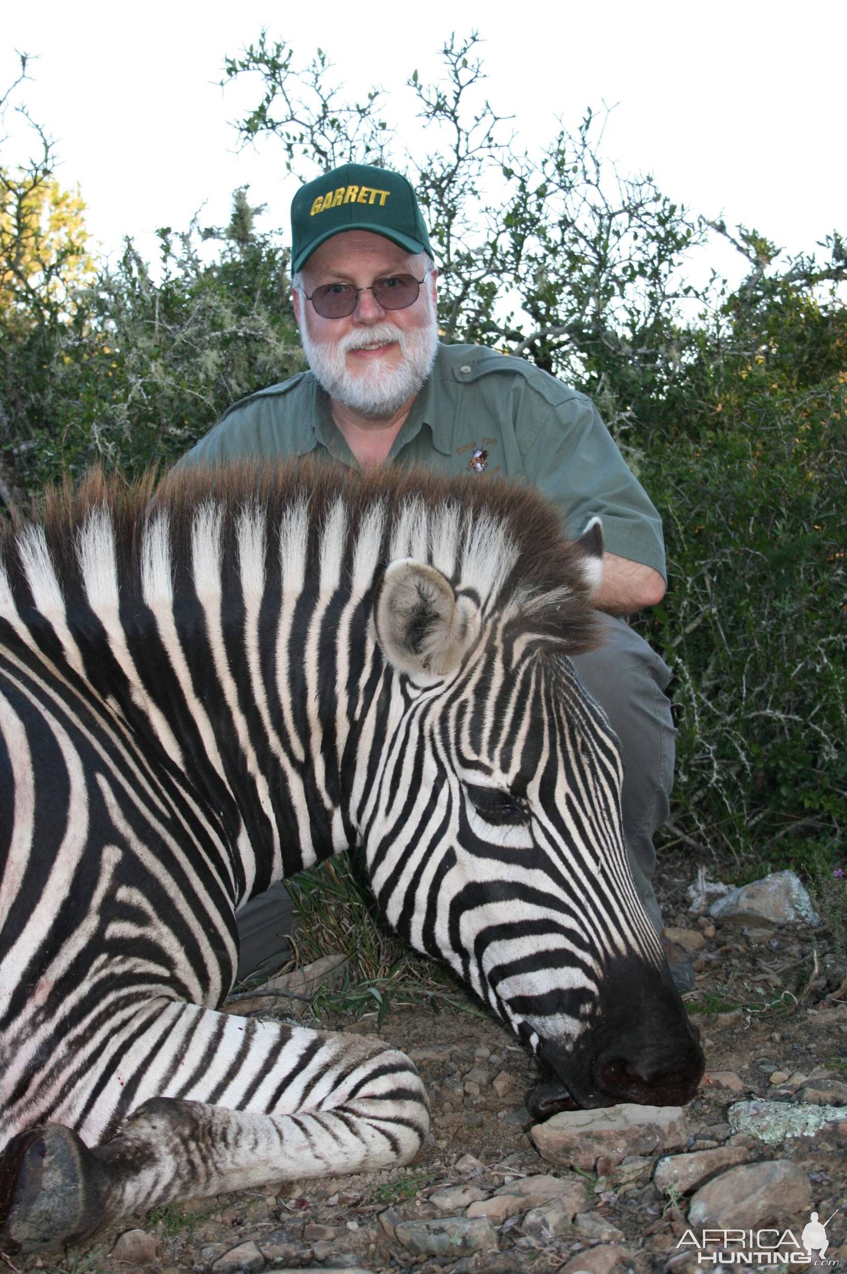 Zebra Head Shot