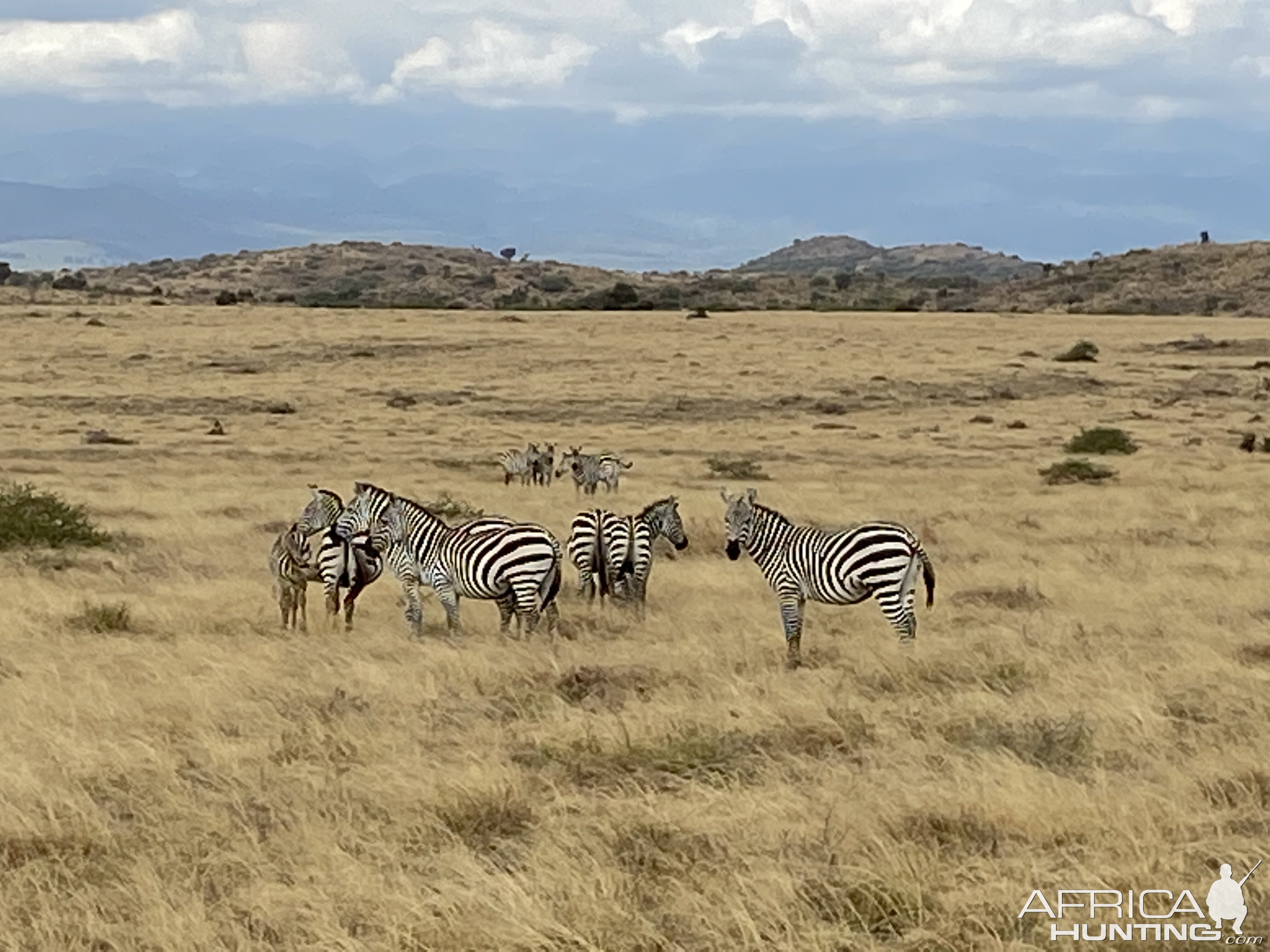 Zebra Herd Tanzania