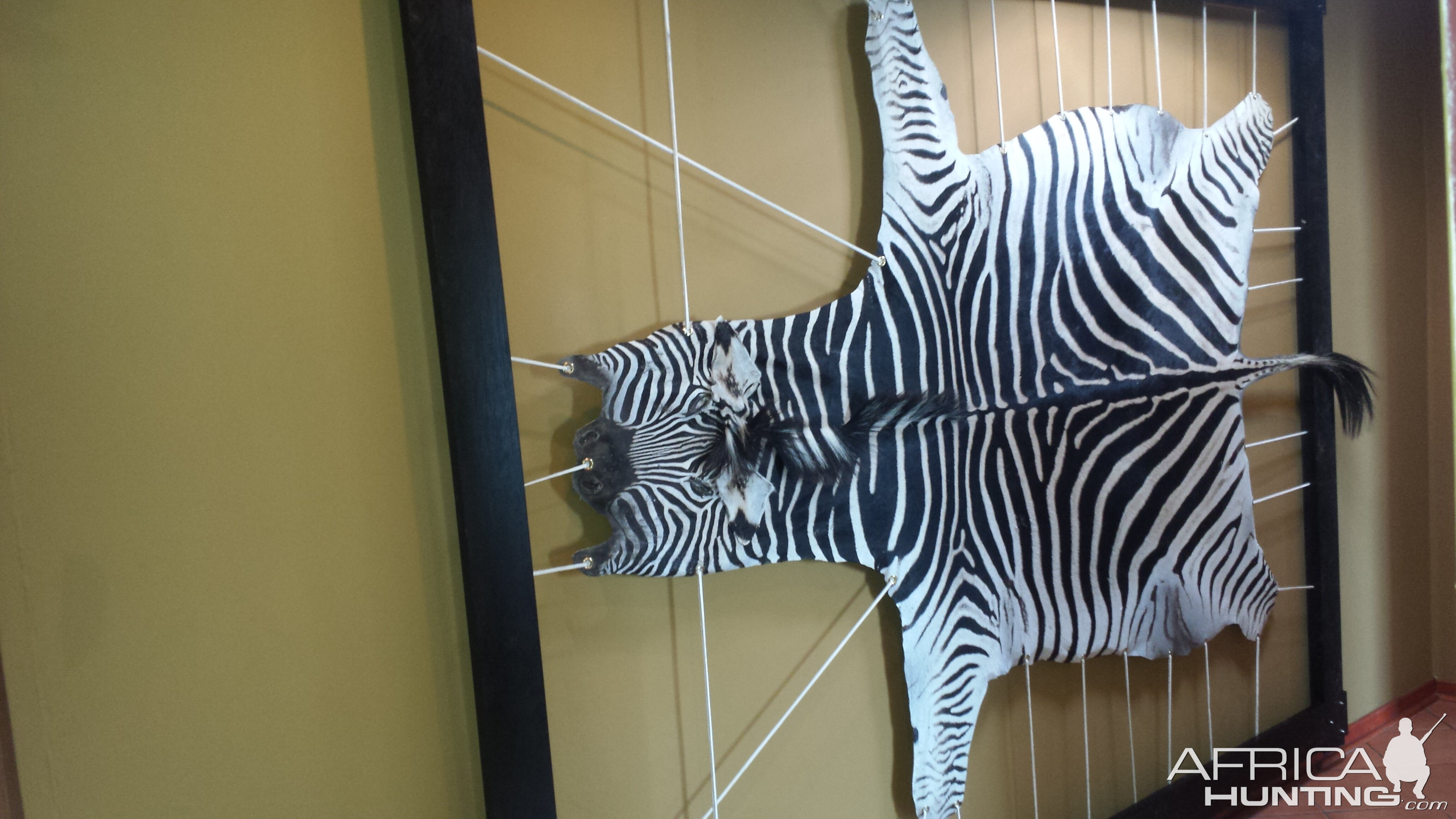 Zebra hide framed