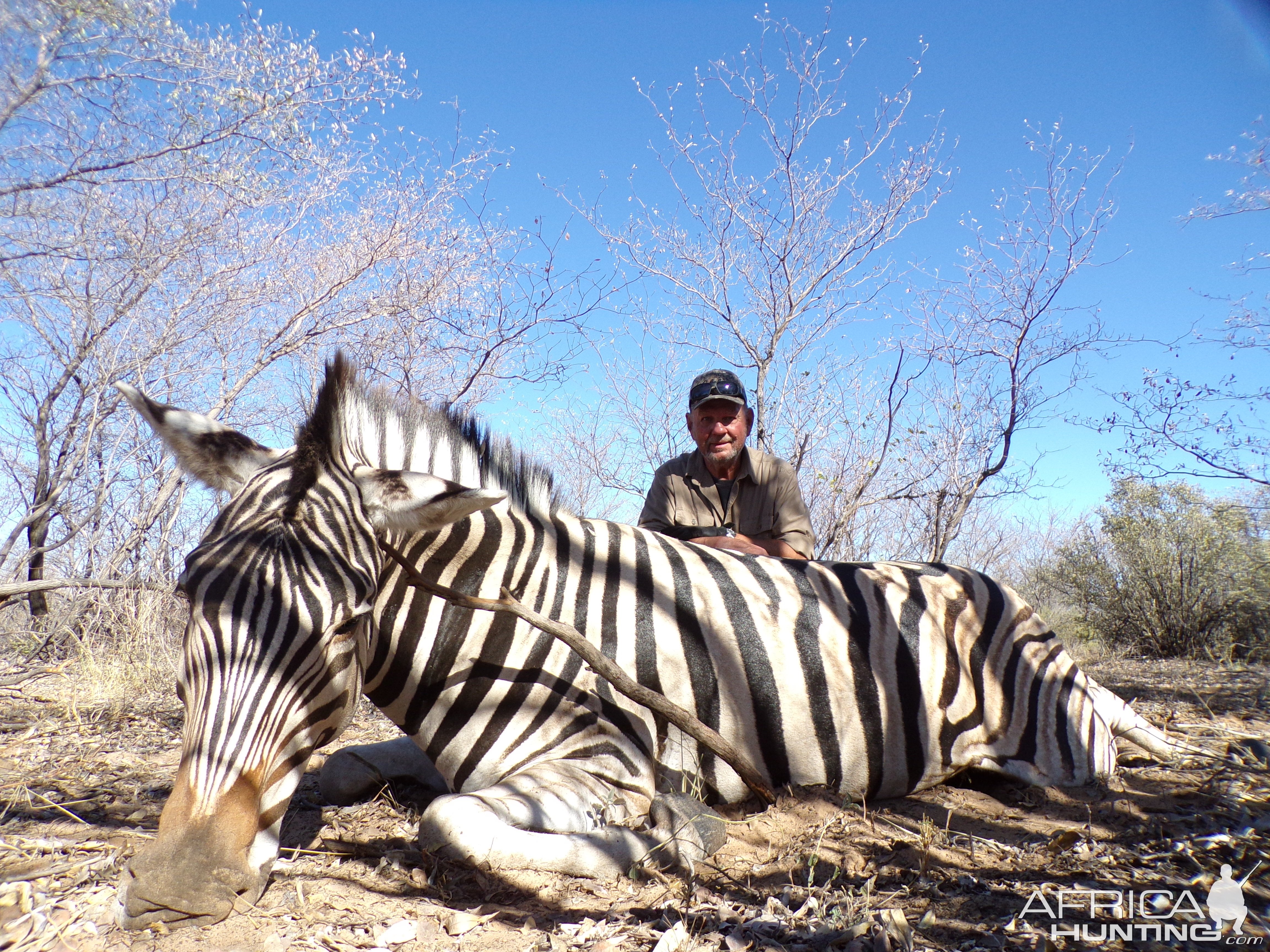 Zebra Hunt Botswana