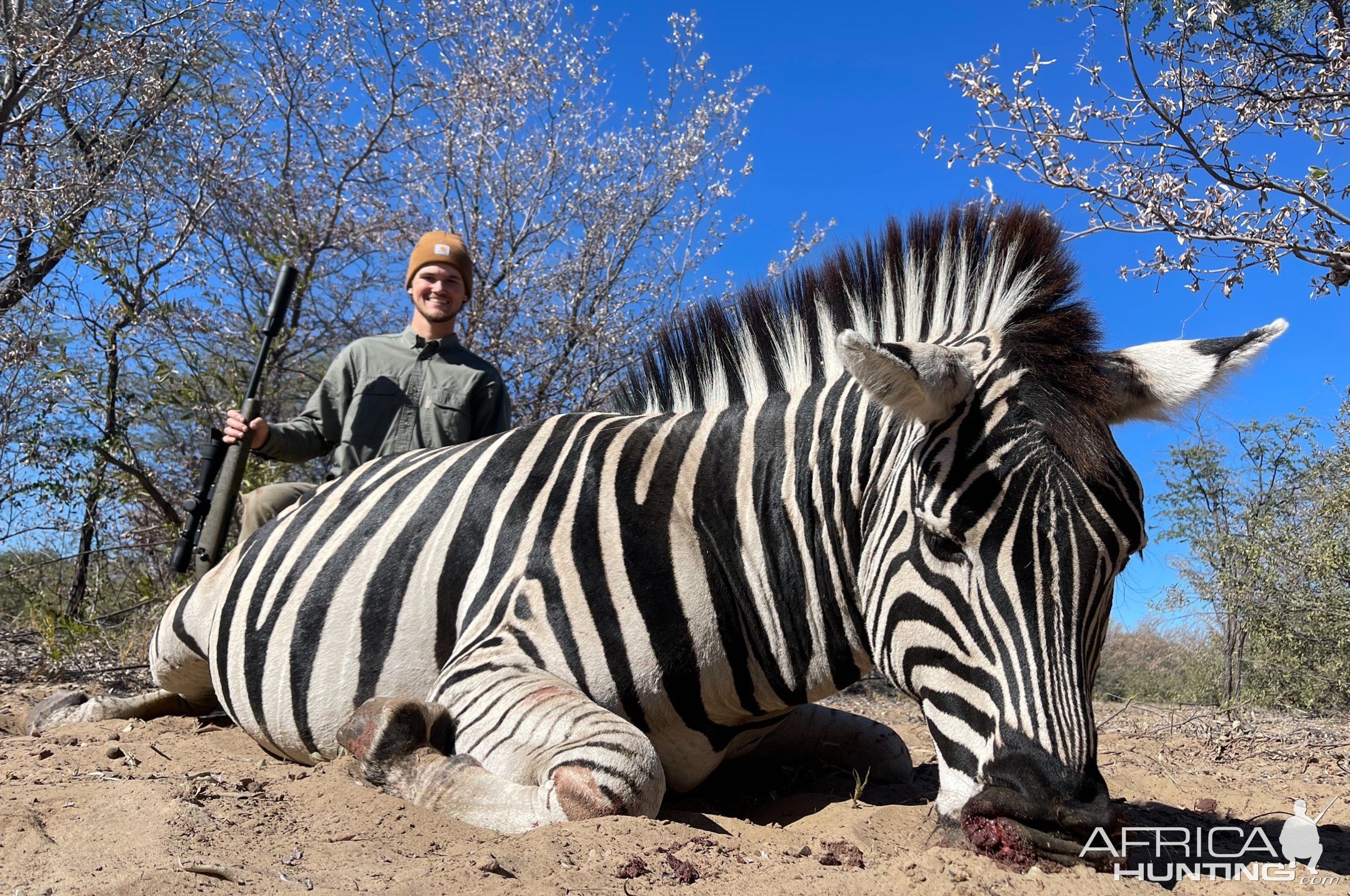 Zebra Hunt Botswana