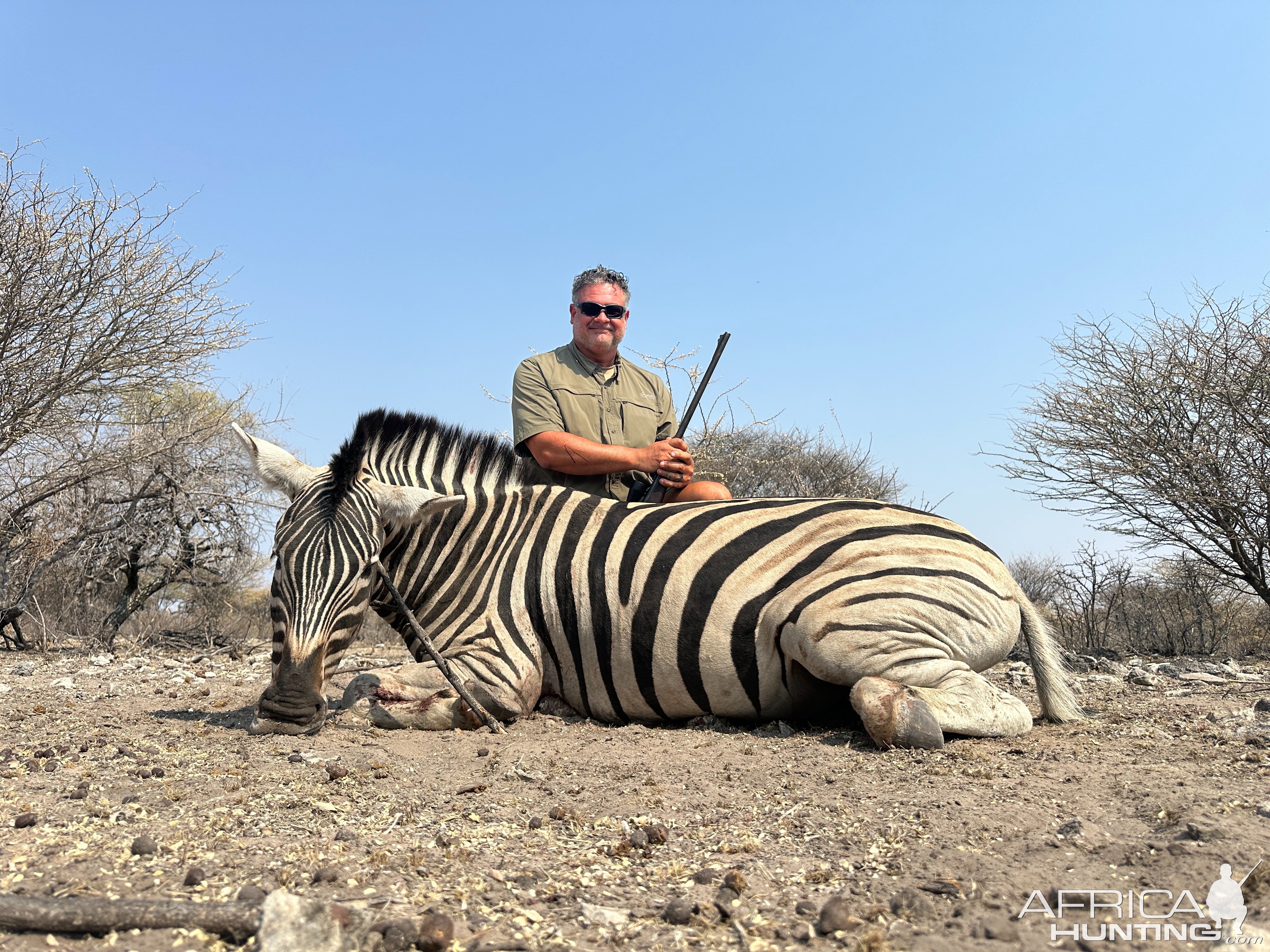 Zebra Hunt Botswana