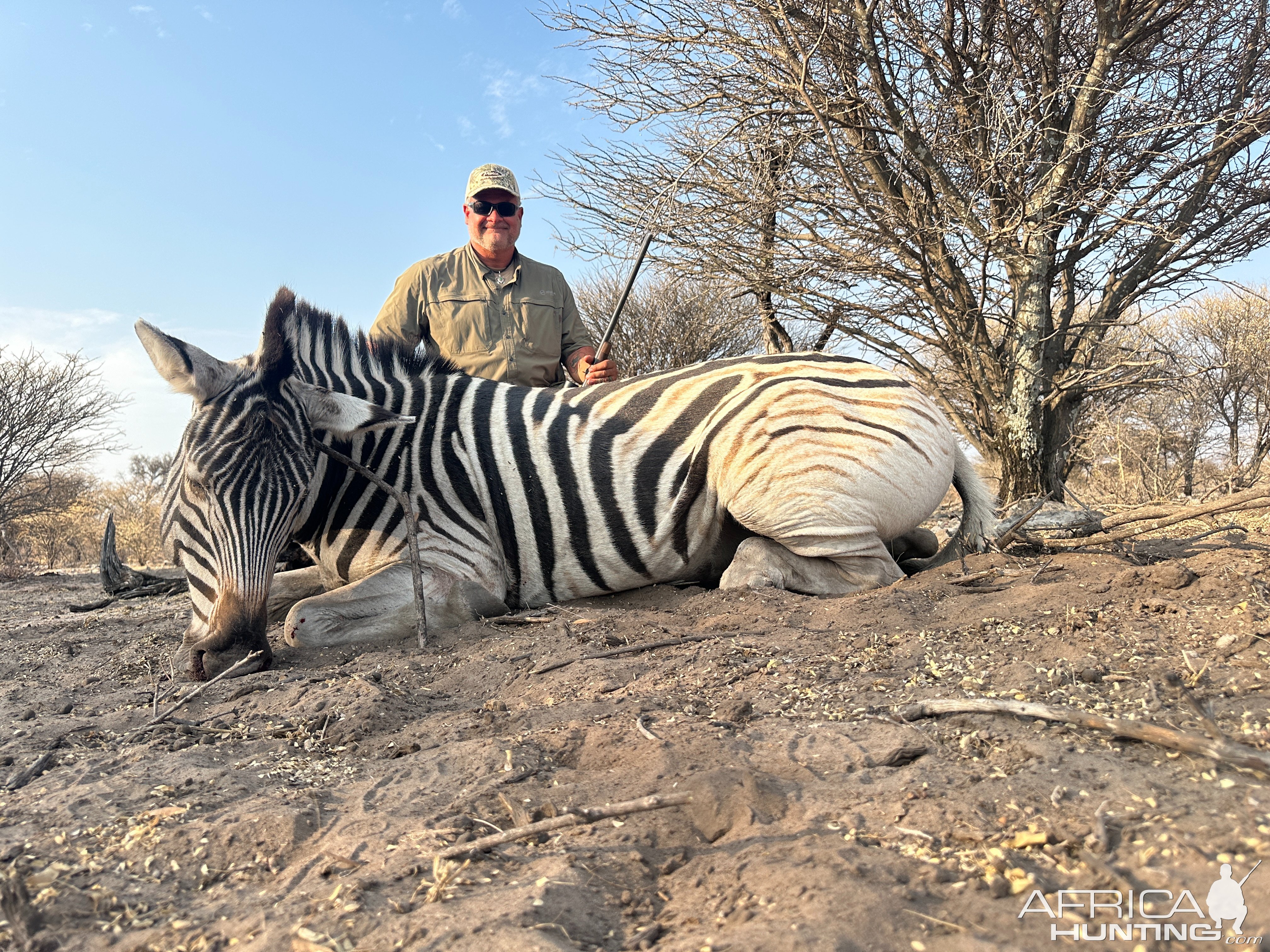 Zebra Hunt Botswana